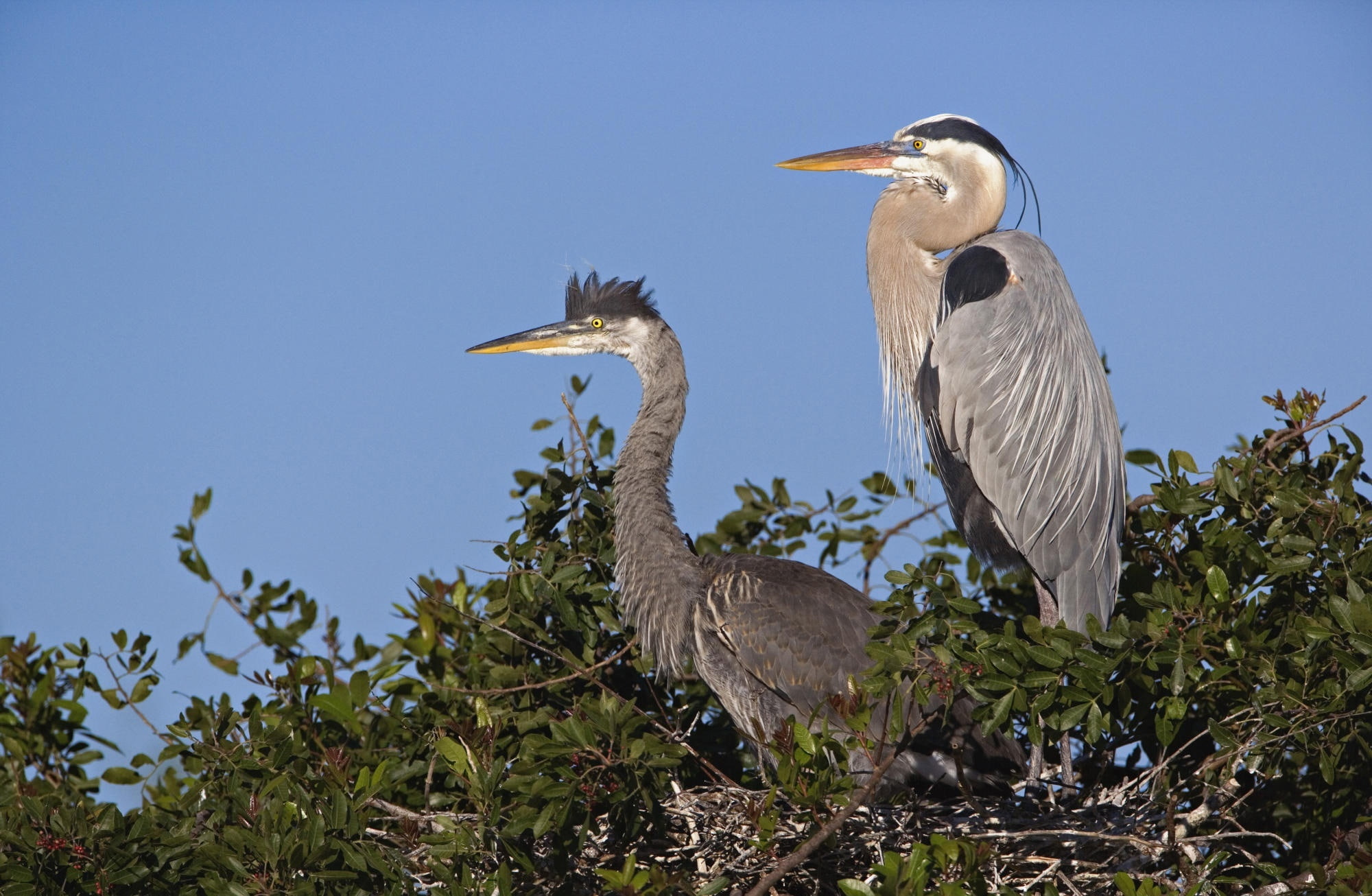 grey, two, no people, tree, water bird, Great, Florida, sky, animal wildlife, bird, outdoors, stork, nature, perching, branch, animal themes, heron, plant, HD Wallpaper