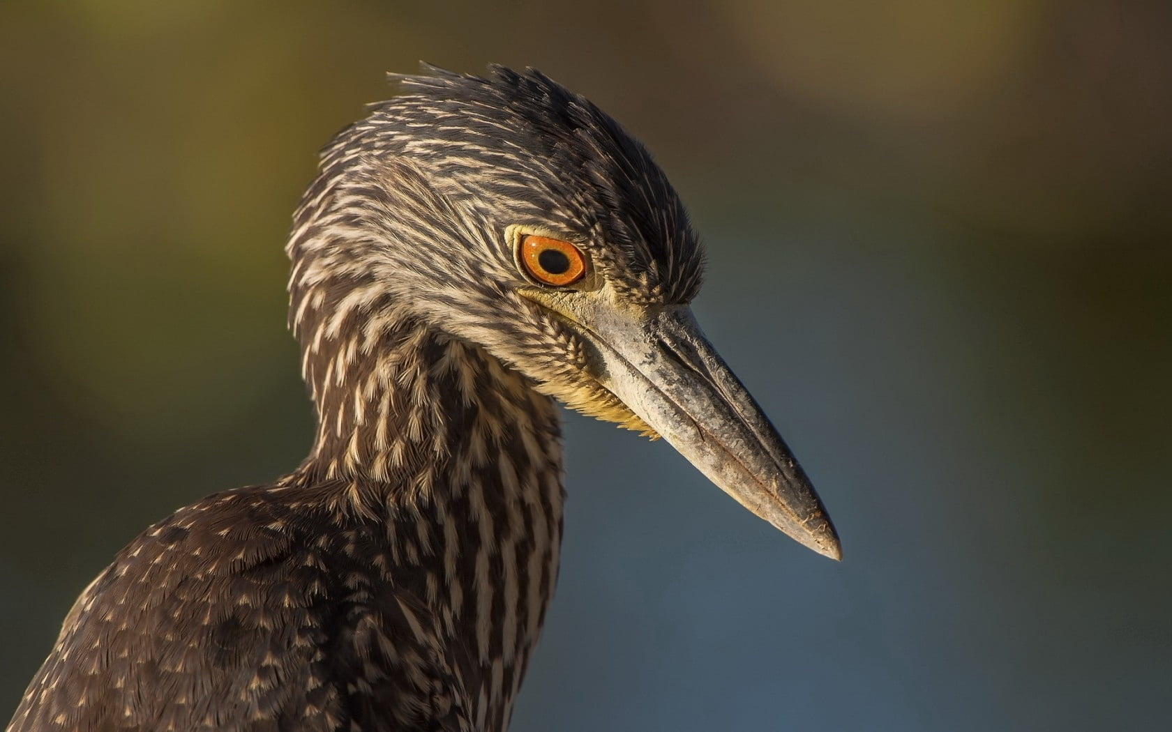 looking away, animal, brown, bird Watching, nature, day, animals In The Wild, animals Hunting, beak, animal head, no people, outdoors, background, animal Eye, HD Wallpaper