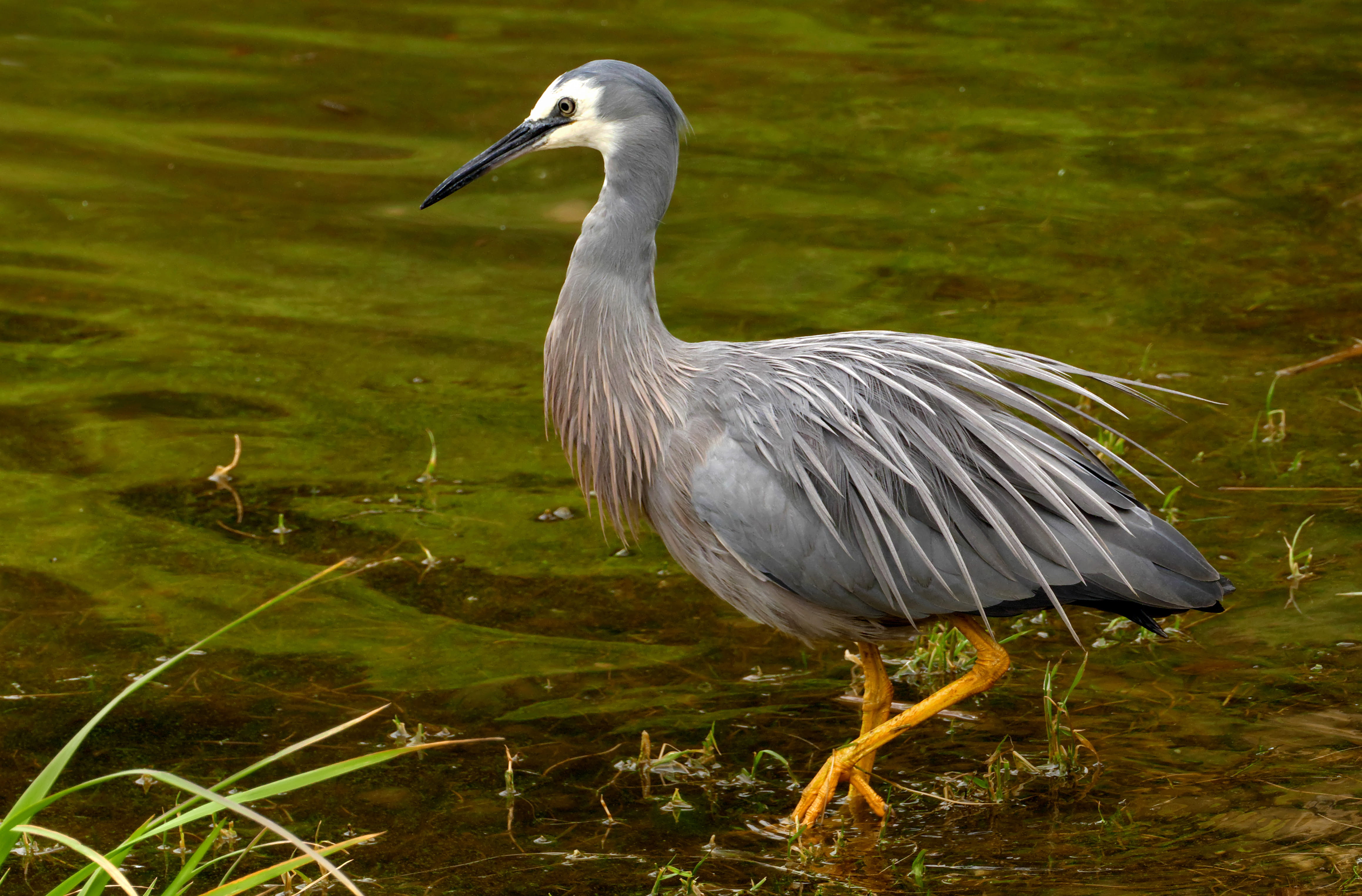 4K, Egretta novaehollandiae, white-faced heron, beak, beauty in nature, animals In The Wild, heron, feather, swamp, egretta, vertebrate, outdoors, faced, HD Wallpaper