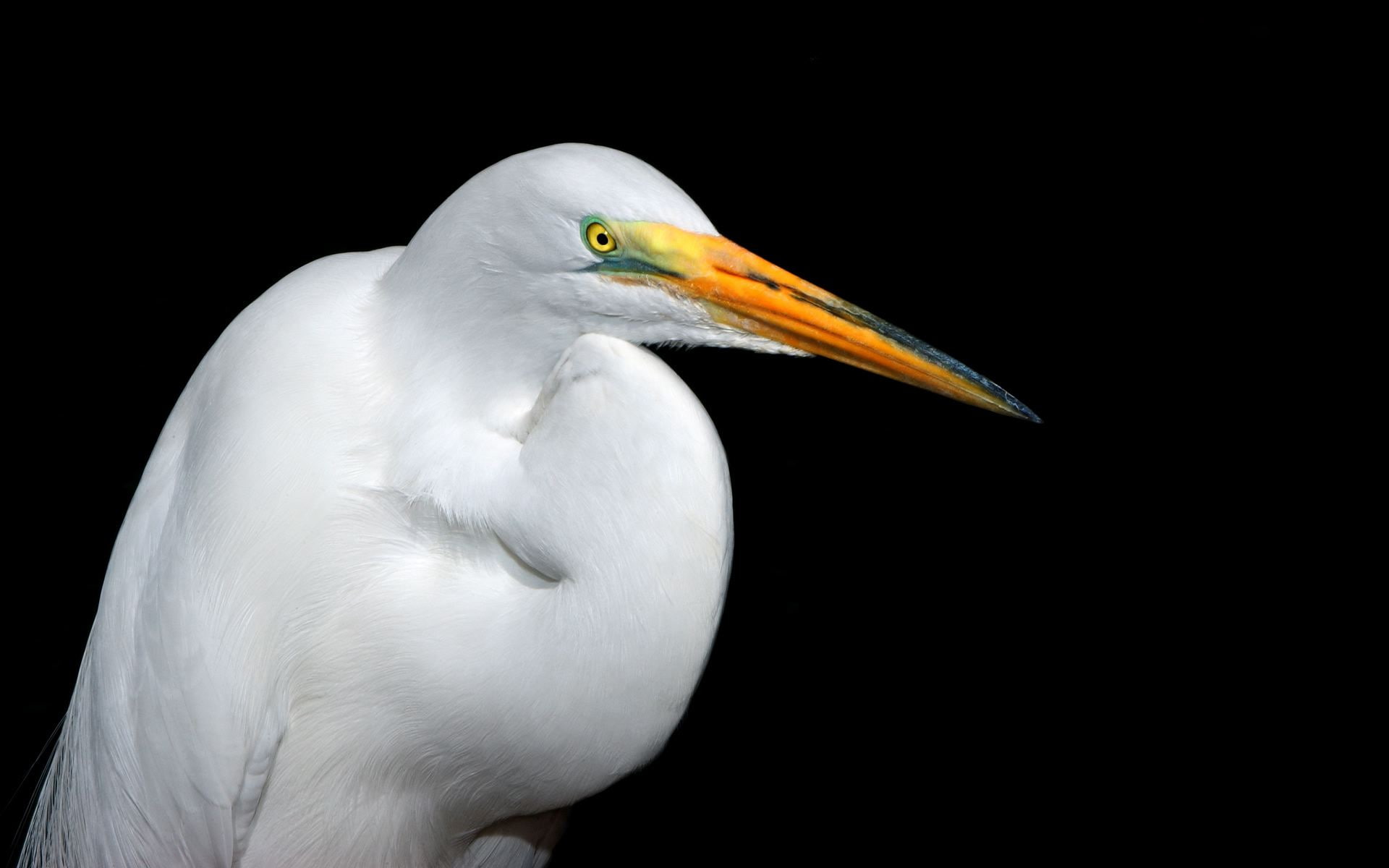 heron, animals, 1080P, hd, black, white, bird, HD Wallpaper