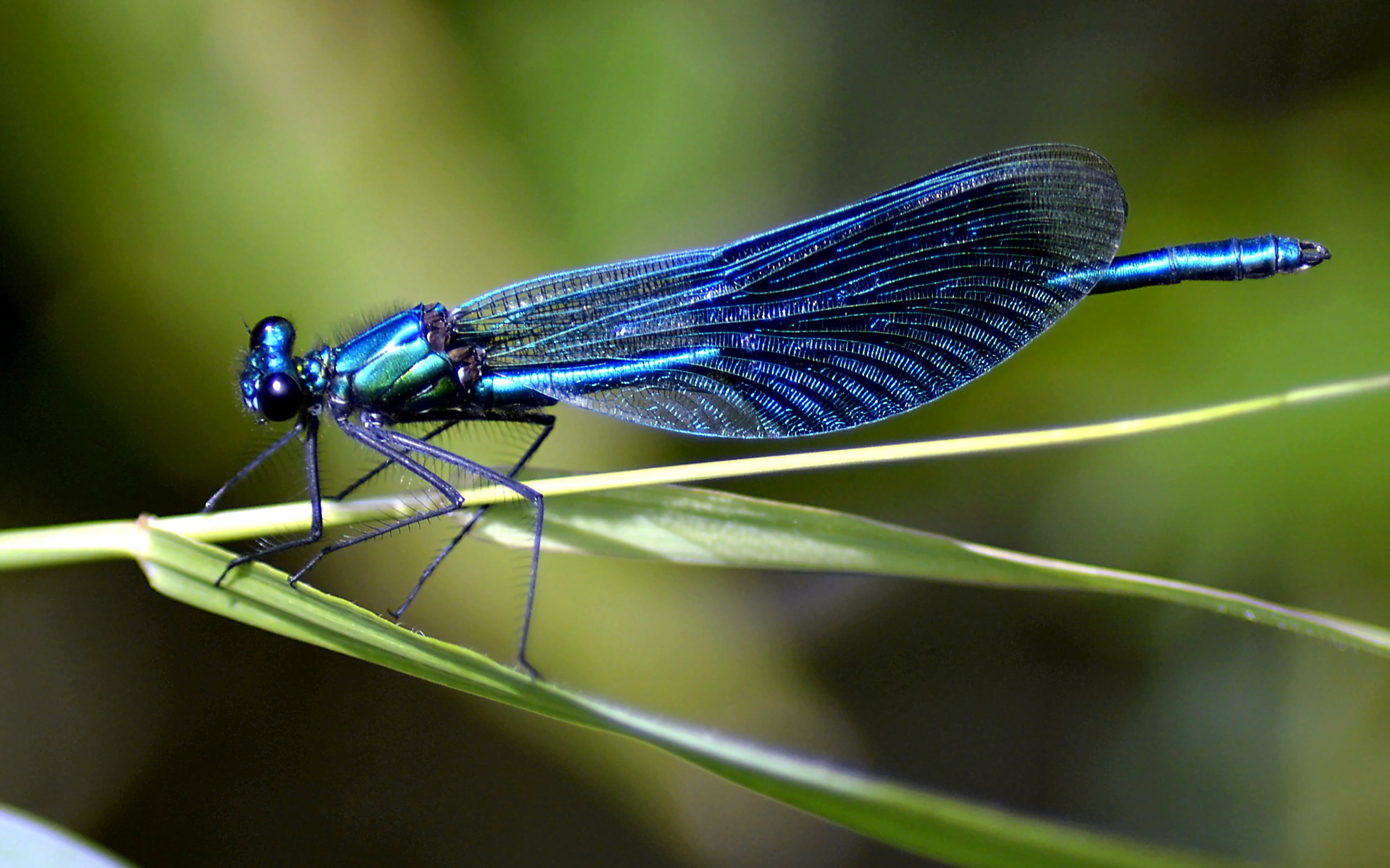 outdoors, tablet, mobile, phones, animal themes, leaf, animals in the wild, 4K, hd, insect, animal body part, nature, invertebrate, plant, pc, desktop, HD Wallpaper