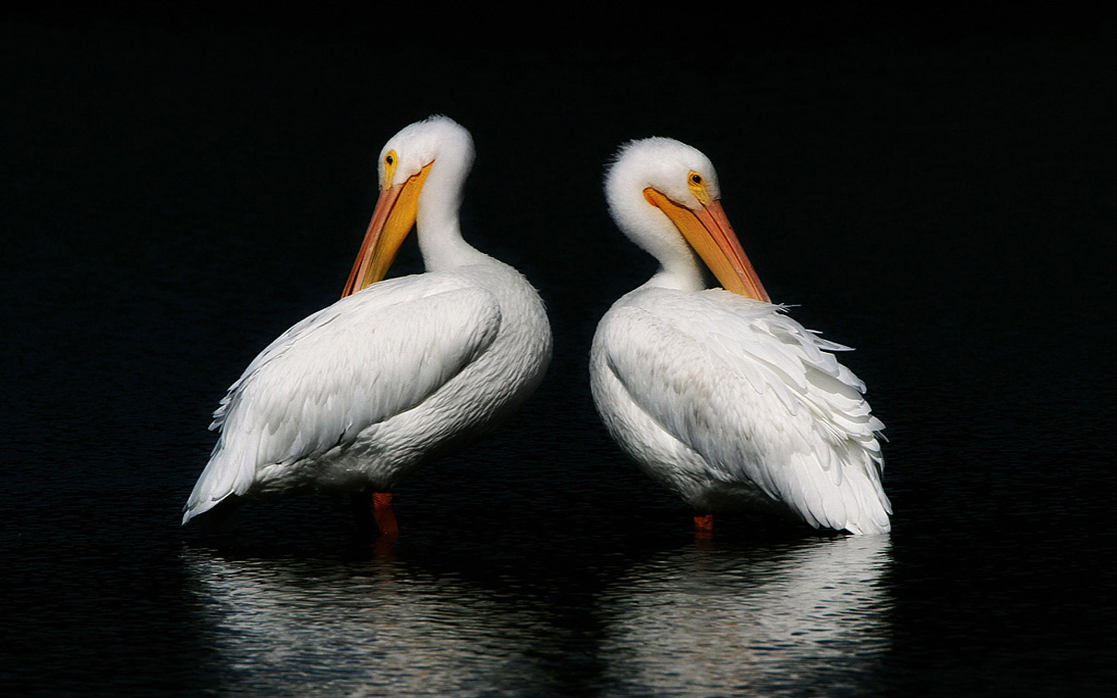 vertebrate, laptop, white color, stork, two animals, group of animals, phones, animal wildlife, desktop, animal themes, beak, pelican, white, HD Wallpaper