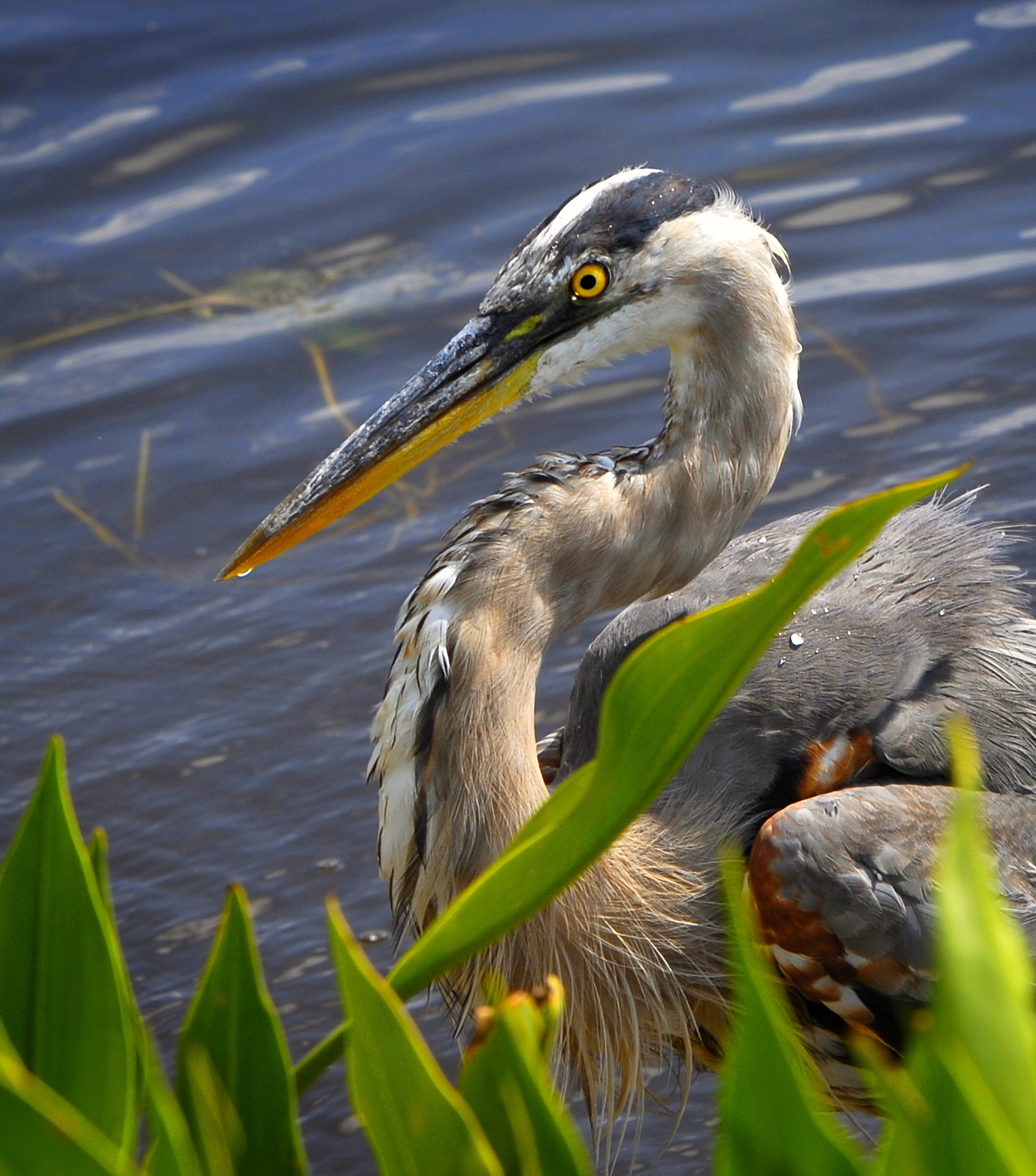 nature, body, animal, 4K, heron, water, plant, Blue  Heron  Lake, neck, bird, Great  Blue  Heron, green leaf, long-neck, great, beak, wildlife, long, leaf, Phone HD Wallpaper