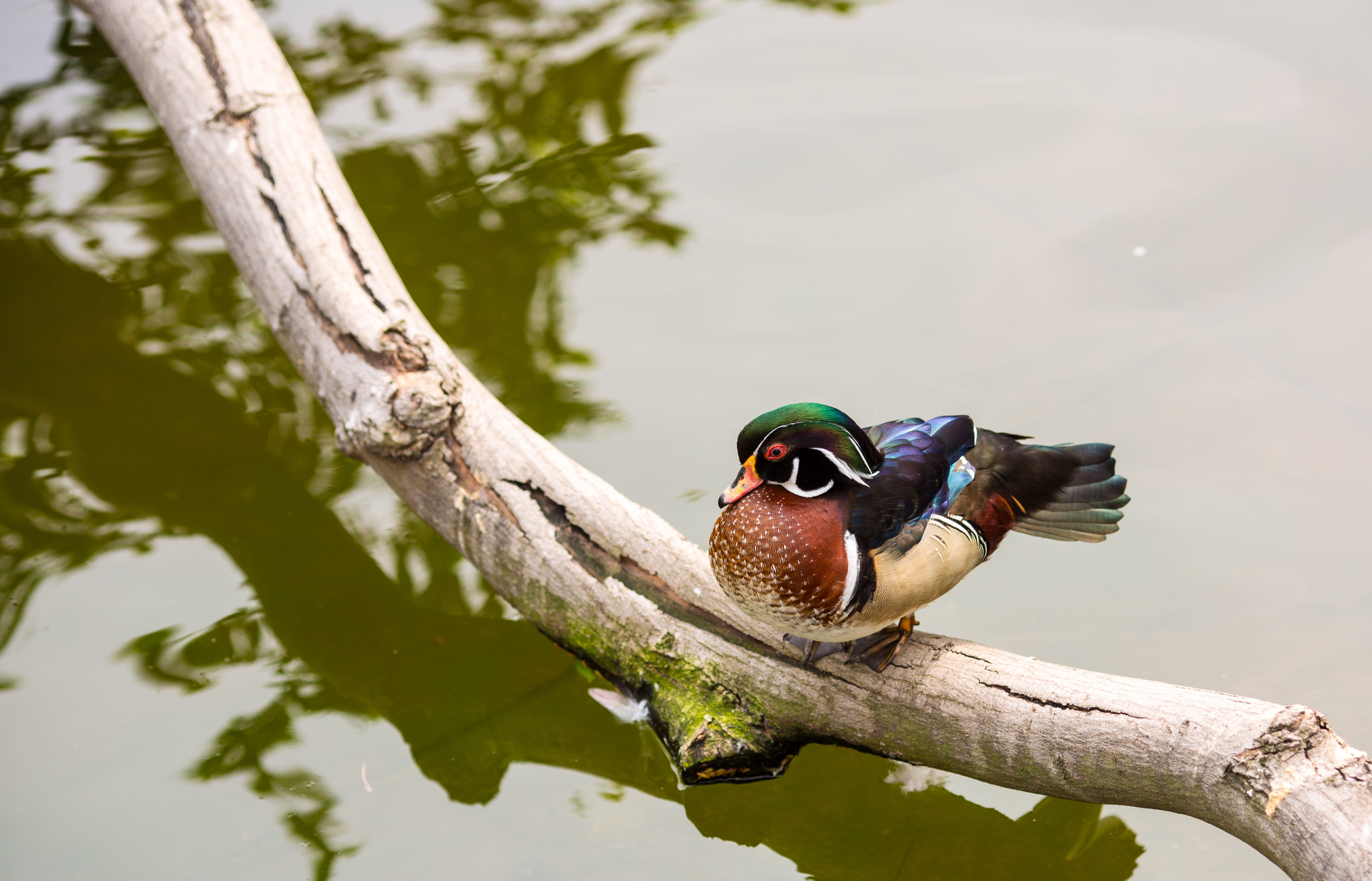 day, 4K, colours, mandarin duck, plant, wood, duck, body, branch, pond, teal, no people, cricket insect, mallard, human, outdoors, invertebrate, drift, HD Wallpaper