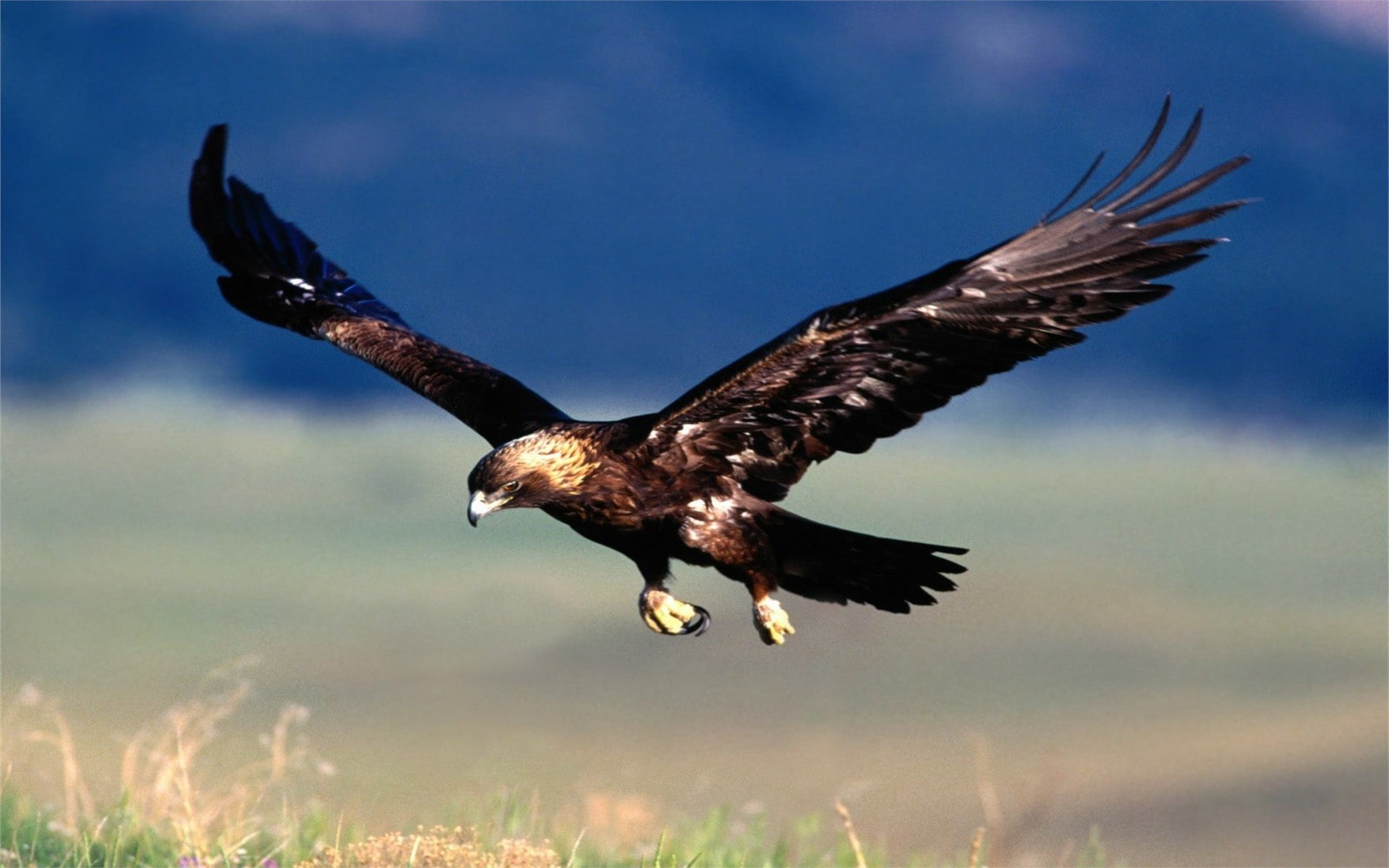 1080P, nature, animal themes, animal wing, motion, outdoors, animal wildlife, no people, bird of prey, bald eagle, vertebrate, eagle, animals, survival, HD Wallpaper