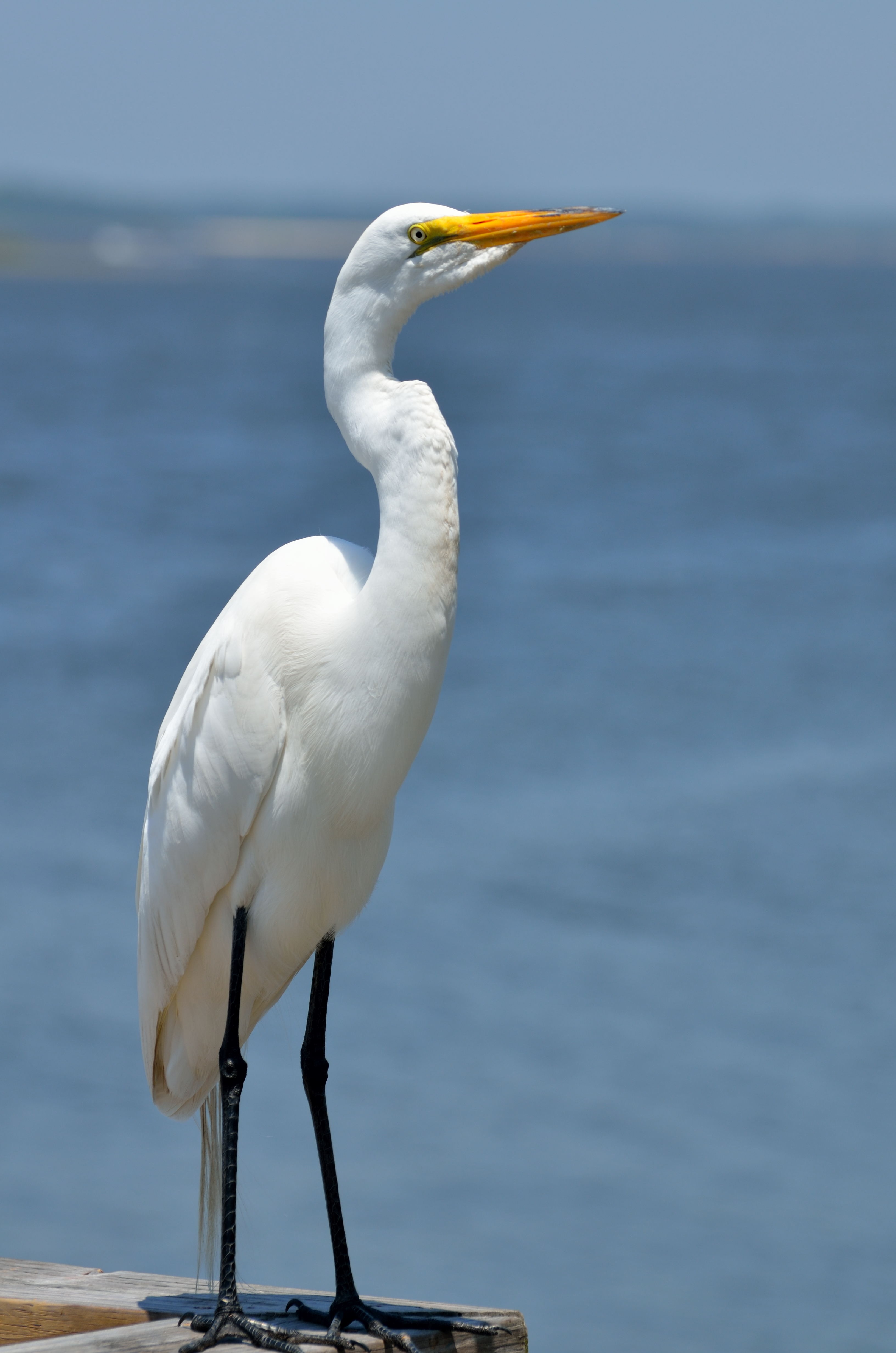 one animal, outdoors, sea, bird, perching, standing, wing, animals in the wild, natural, heron, neck, great white egret, avian, wading, animal wildlife, Phone HD Wallpaper