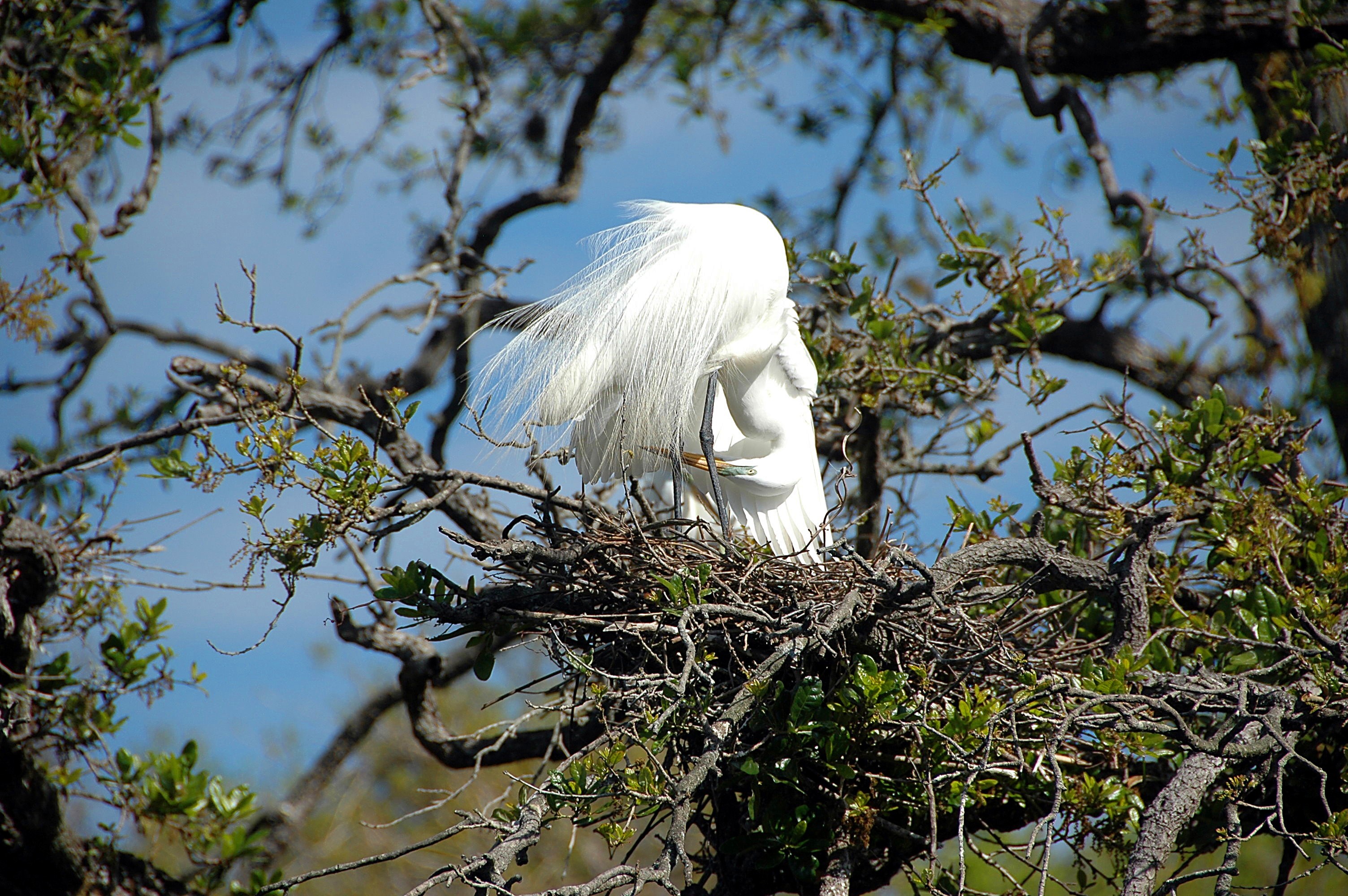 natural, nesting, focus on foreground, flying, 2K, egret, marshland, beak, flight, nest, waterfowl, american, bill, low angle view, beauty in nature, water, HD Wallpaper