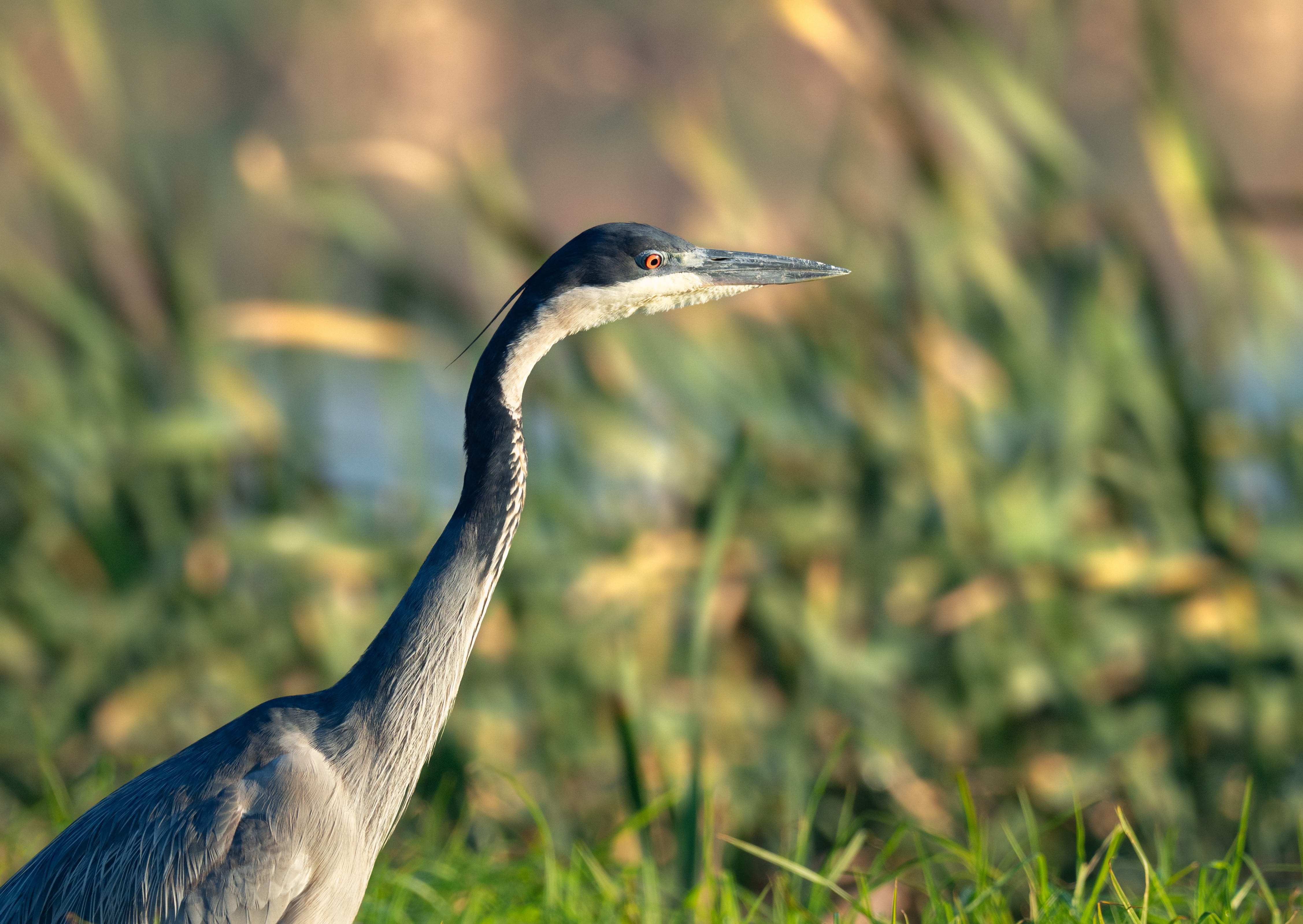 profile view, animal themes, side view, wildlife, egret, grey, beak, looking, field, animals in the wild, great, fishing, blue, one animal, no people, ardea, HD Wallpaper