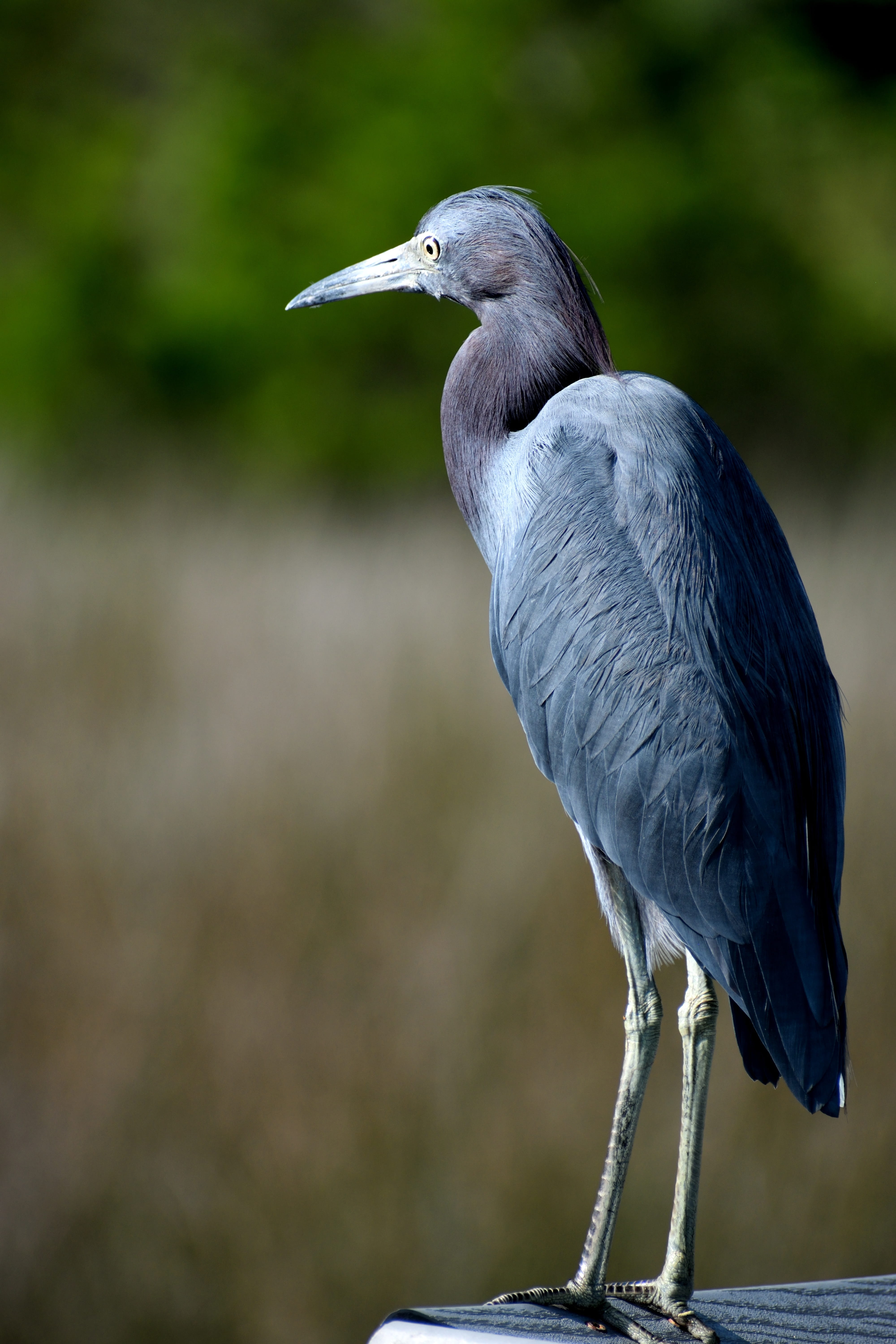 waterbird, america, standing, perching, outdoors, close-up, animal themes, beak, wildlife, animal, heron, wings, one animal, no people, feather, water, Phone HD Wallpaper