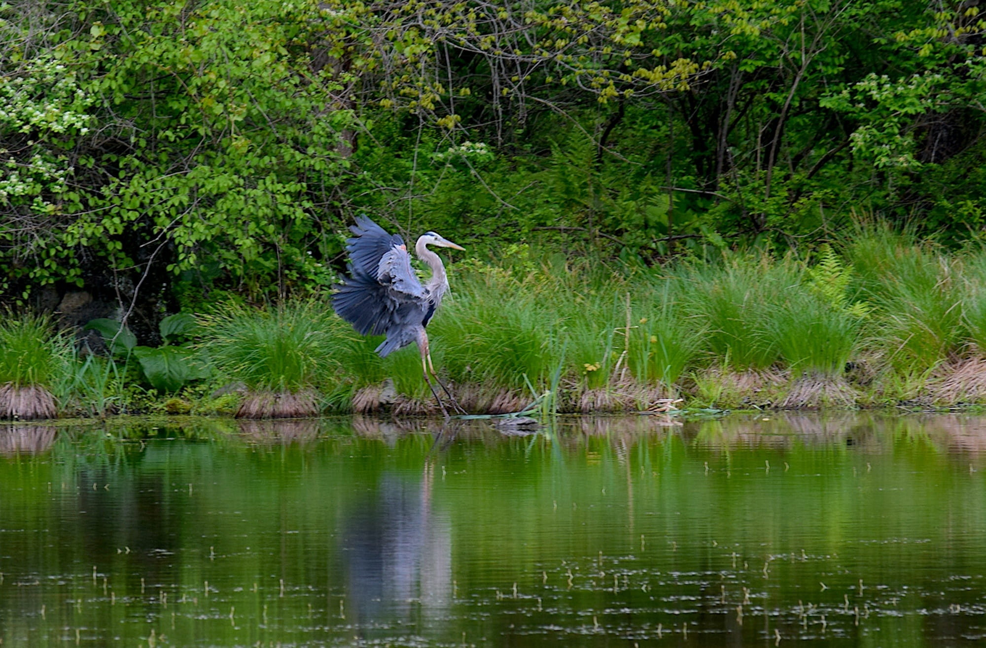 vertebrate, Water, flying, feathers, 1080P, reflection, lake, nature, peaceful, beauty in nature, tranquil, Bird, heron, plant, one animal, marsh, blue, HD Wallpaper