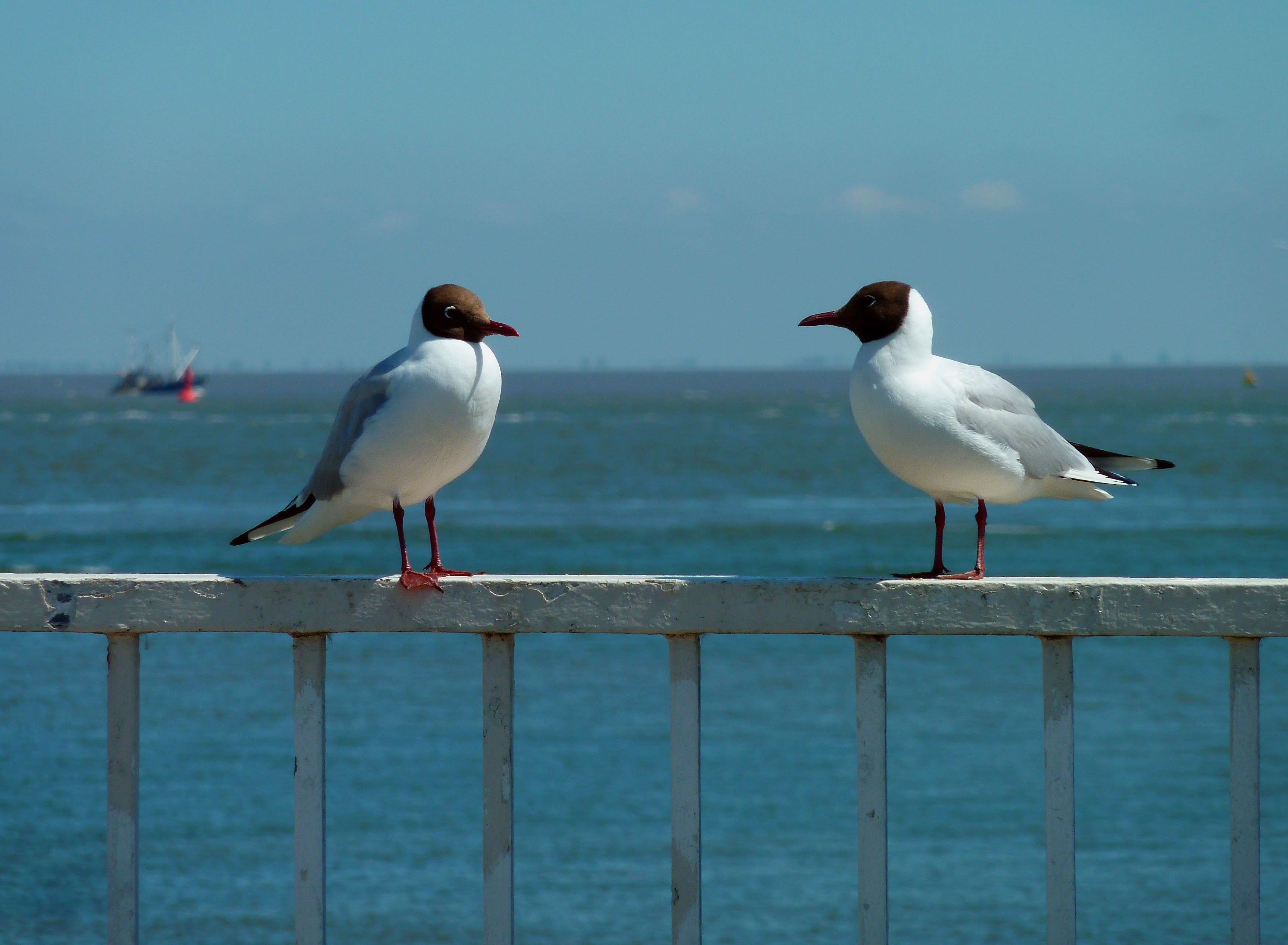 perching, blue, wooden post, seagull, Holiday, Sea, animals And Pets, bill, 2K, bird, horizon over water, water, water bird, Gull, coast, animal, Water, HD Wallpaper