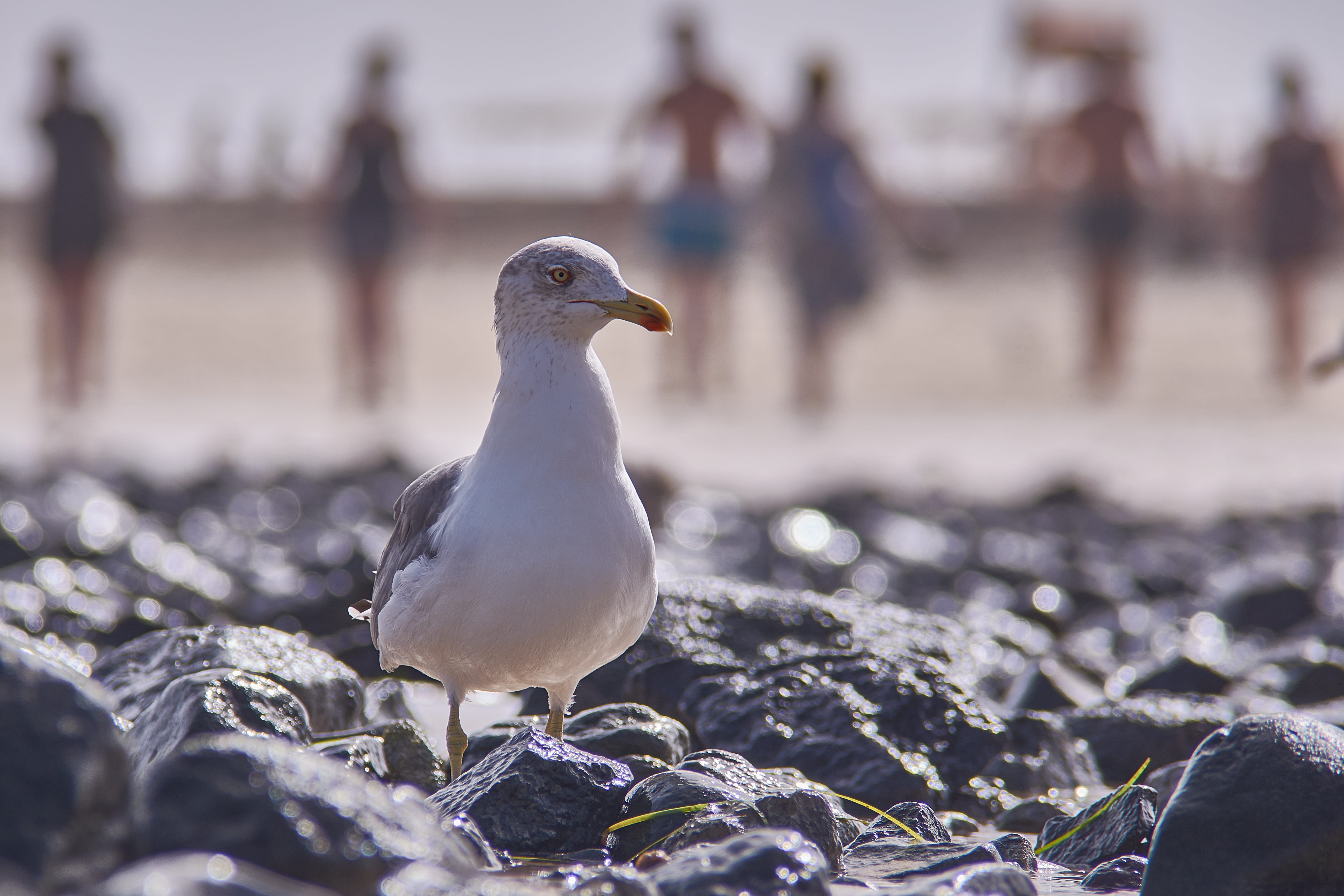 land, dove - bird, one animal, 4K, full length, ocean, human, water, animal themes, seagull, focus on foreground, animals in the wild, sky, bank, coast, HD Wallpaper