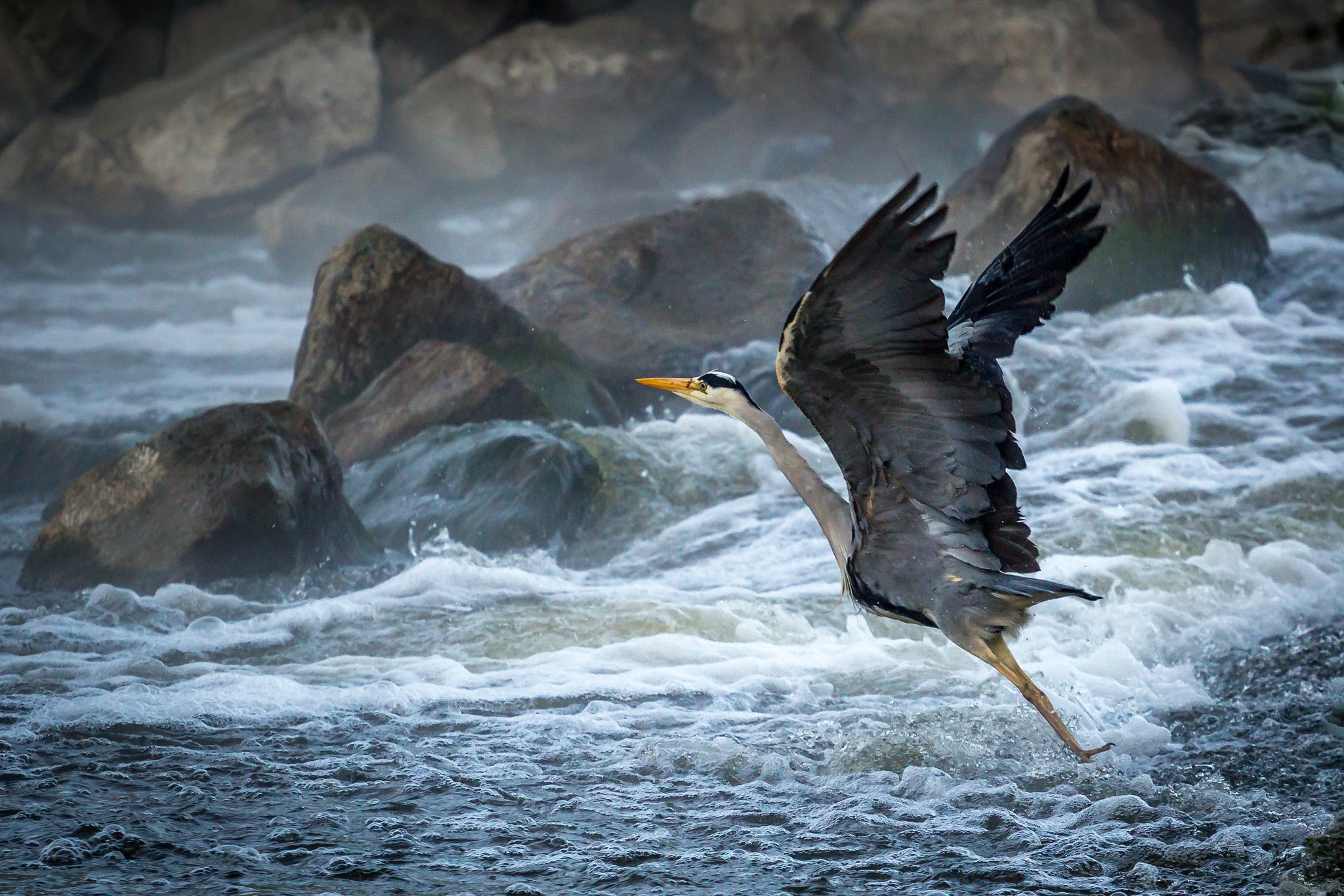 spray, heron, waves, beach, foam, 1080P, Bird, takeoff, rocks, HD Wallpaper
