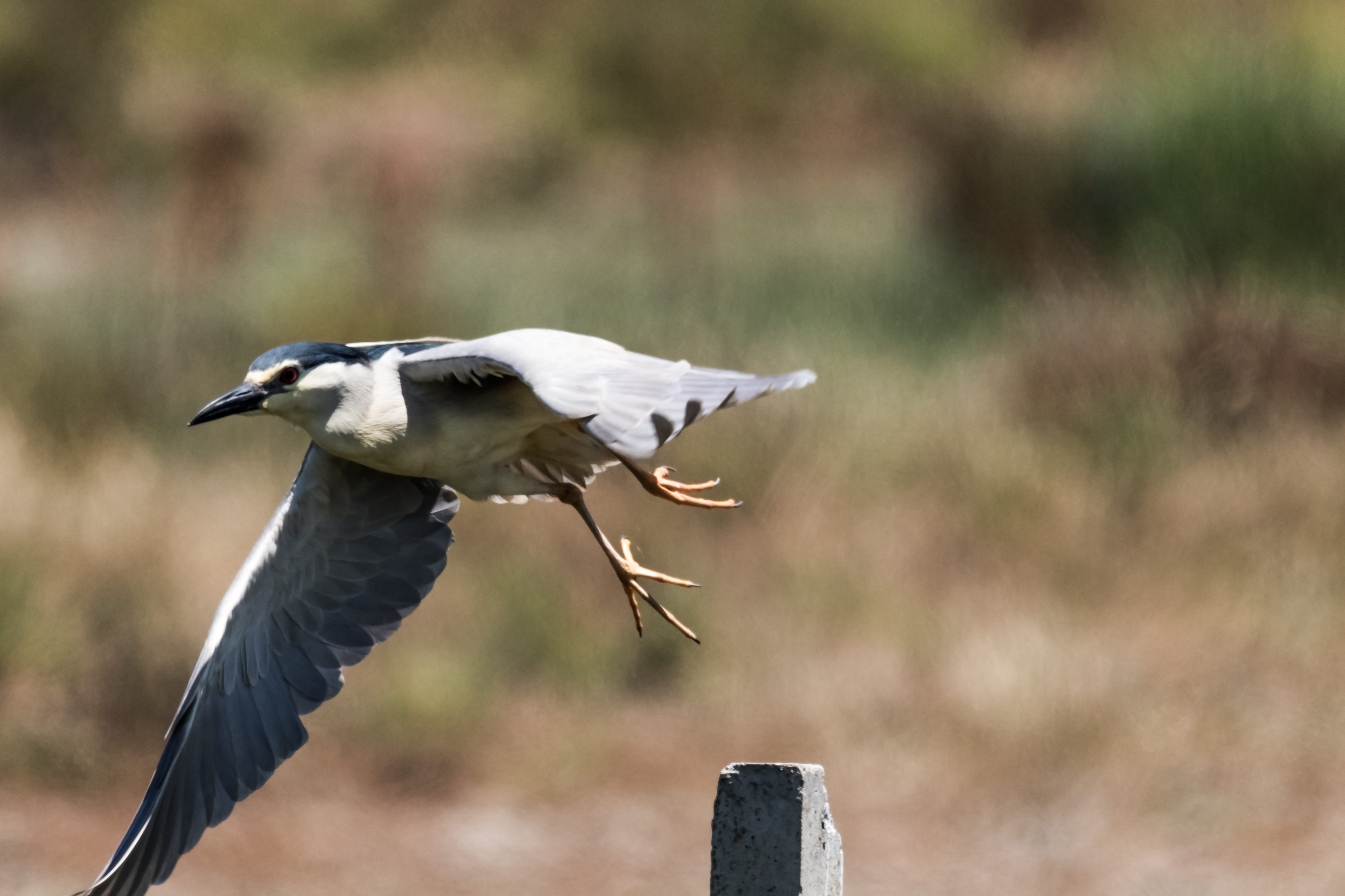 spread wings, beak, animal wildlife, flying, outdoors, day, animal themes, side view, doñana, close-up, birding, andalucia, animals in the wild, animal body part, HD Wallpaper