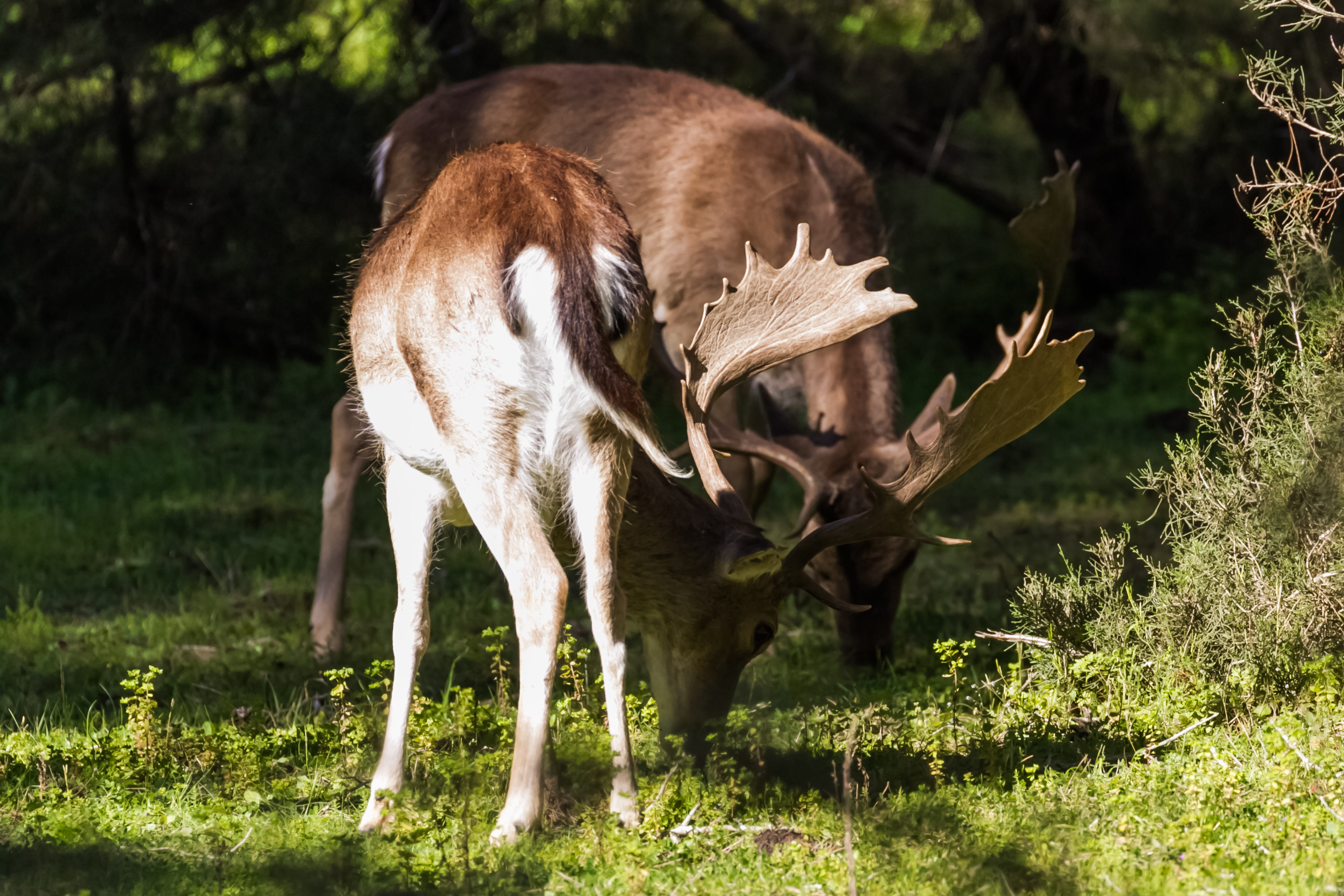 animal, 5K, domestic animals, grazing, doñana, herbivorous, vertebrate, pets, no people, mammal, day, huelva, outdoors, livestock, andalucia, 11-30-18, HD Wallpaper