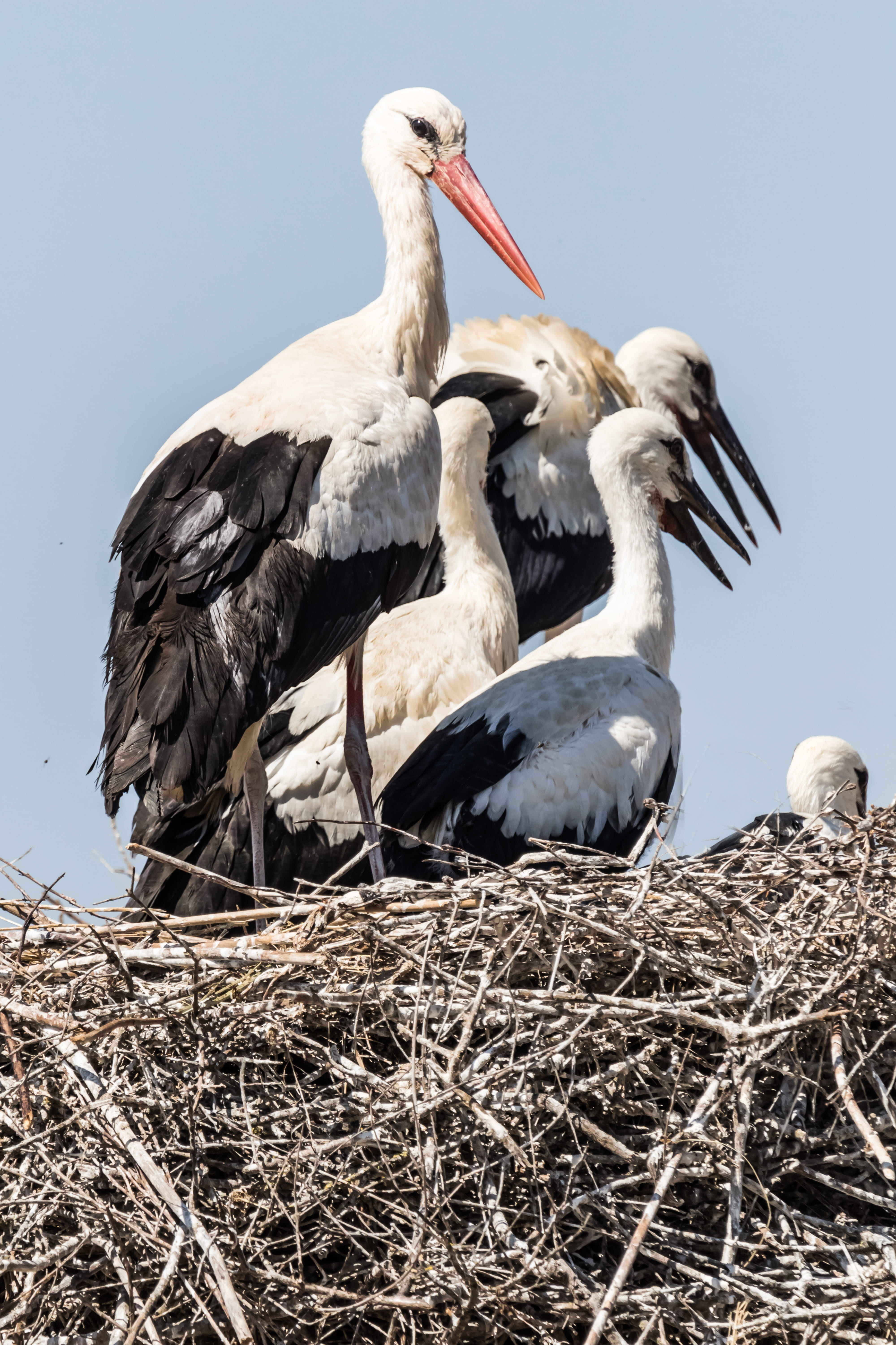 huelva, nesting, day, 5K, outdoors, bird nest, perching, birding, animal, group of animals, low angle view, sky, animal nest, vertebrate, animal family, Phone HD Wallpaper