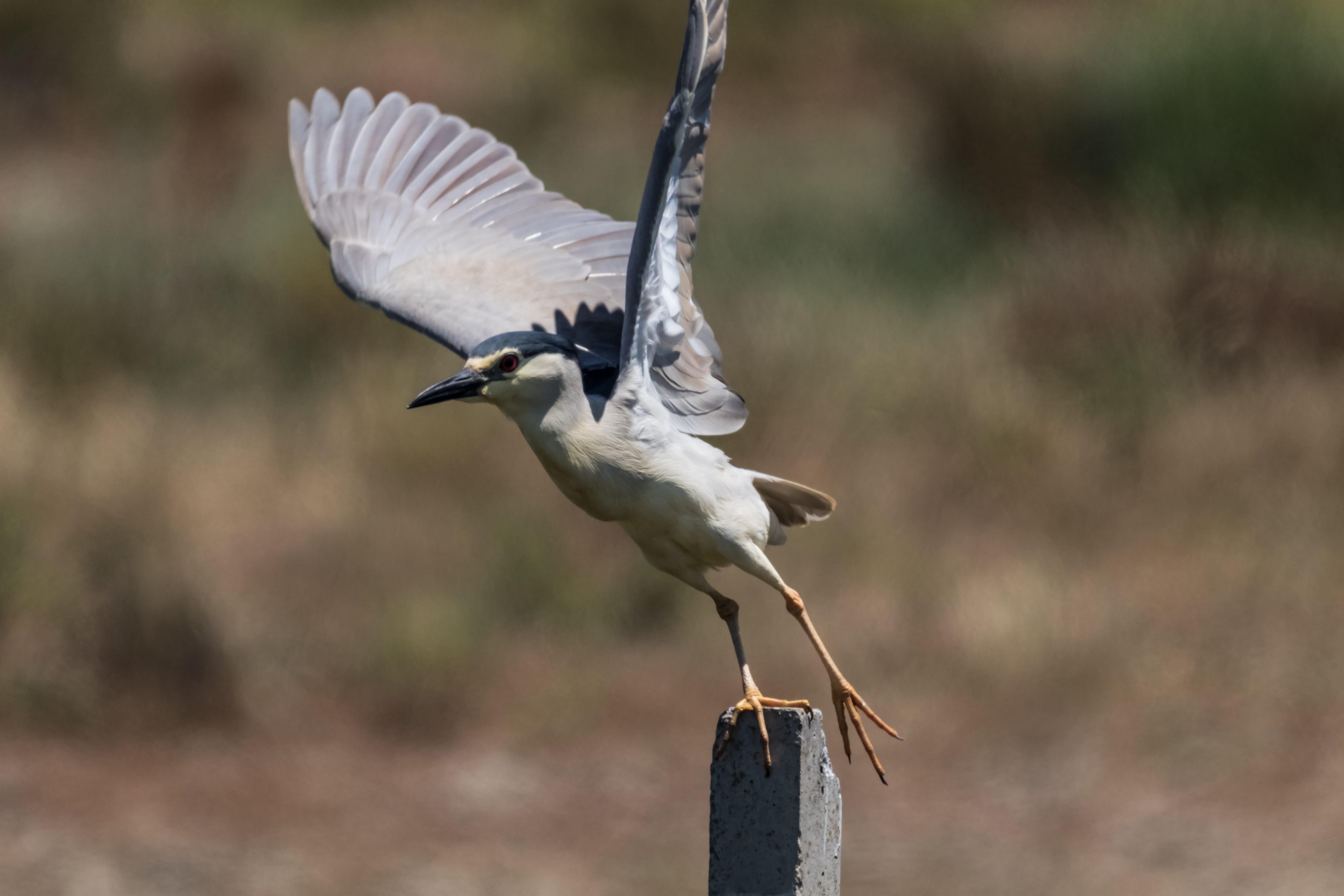 beak, animal, animal wildlife, motion, flapping, outdoors, focus on foreground, no people, black crowned night heron, doñana, animal themes, spain, nature, HD Wallpaper