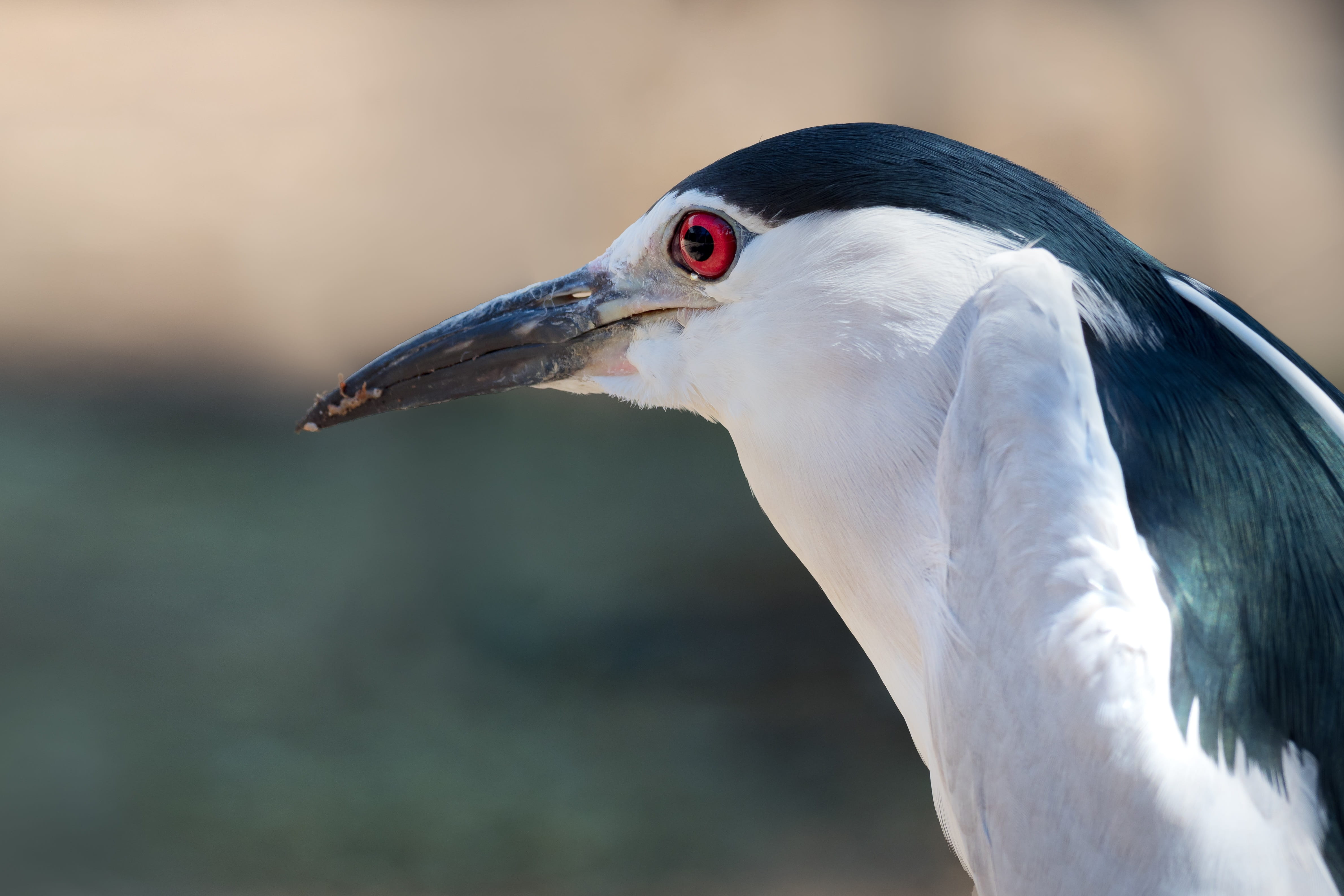 avian, wild, head, profile view, eye, animal neck, animal eye, looking, black-crowned night-heron, animal body part, close-up, day, bird, 4K, beauty in nature, HD Wallpaper