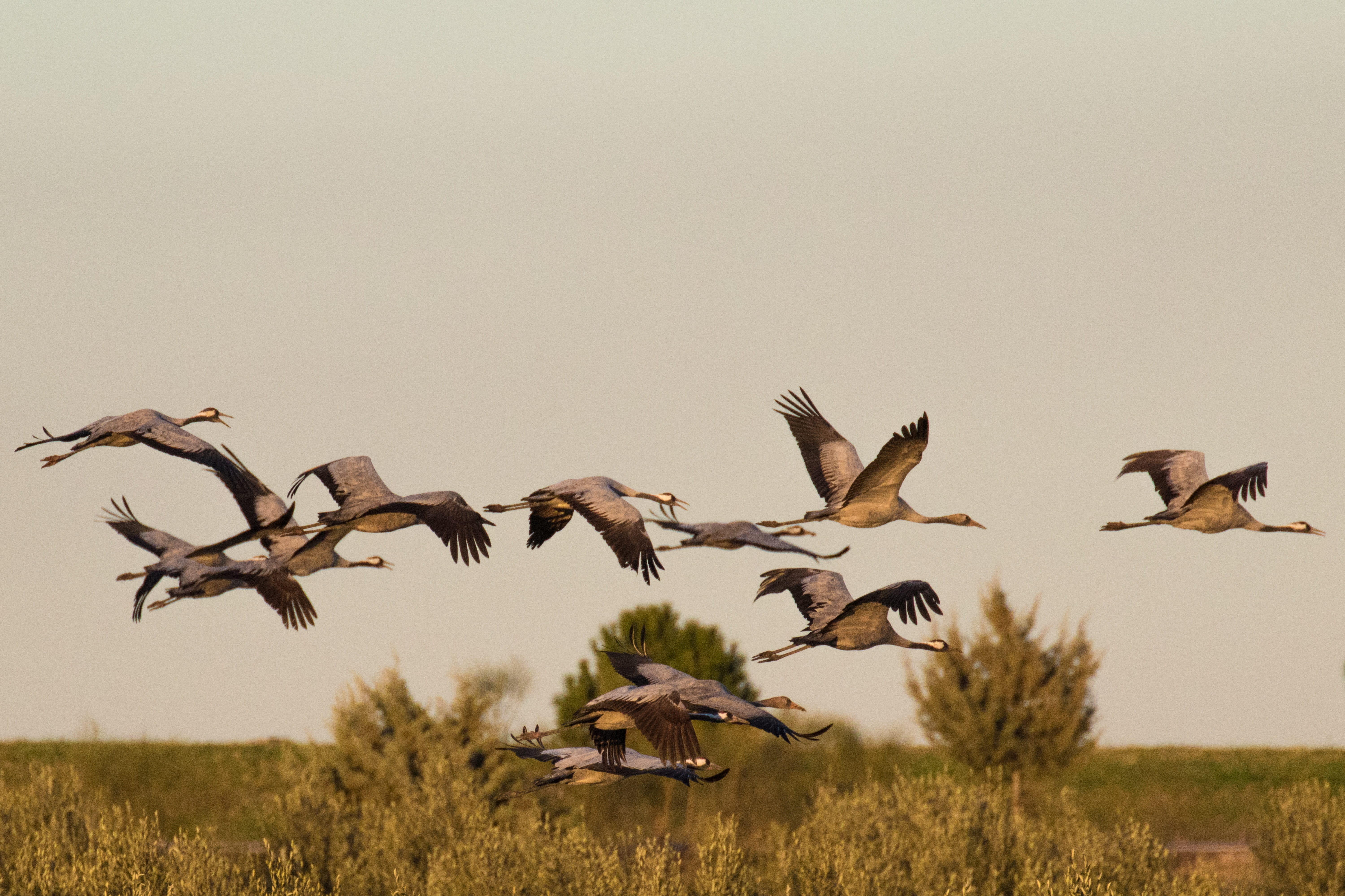 outdoors, spain, fall, animal themes, spread wings, extremadura, taking off, no people, wildlife, animal wildlife, animals in the wild, beauty in nature, HD Wallpaper