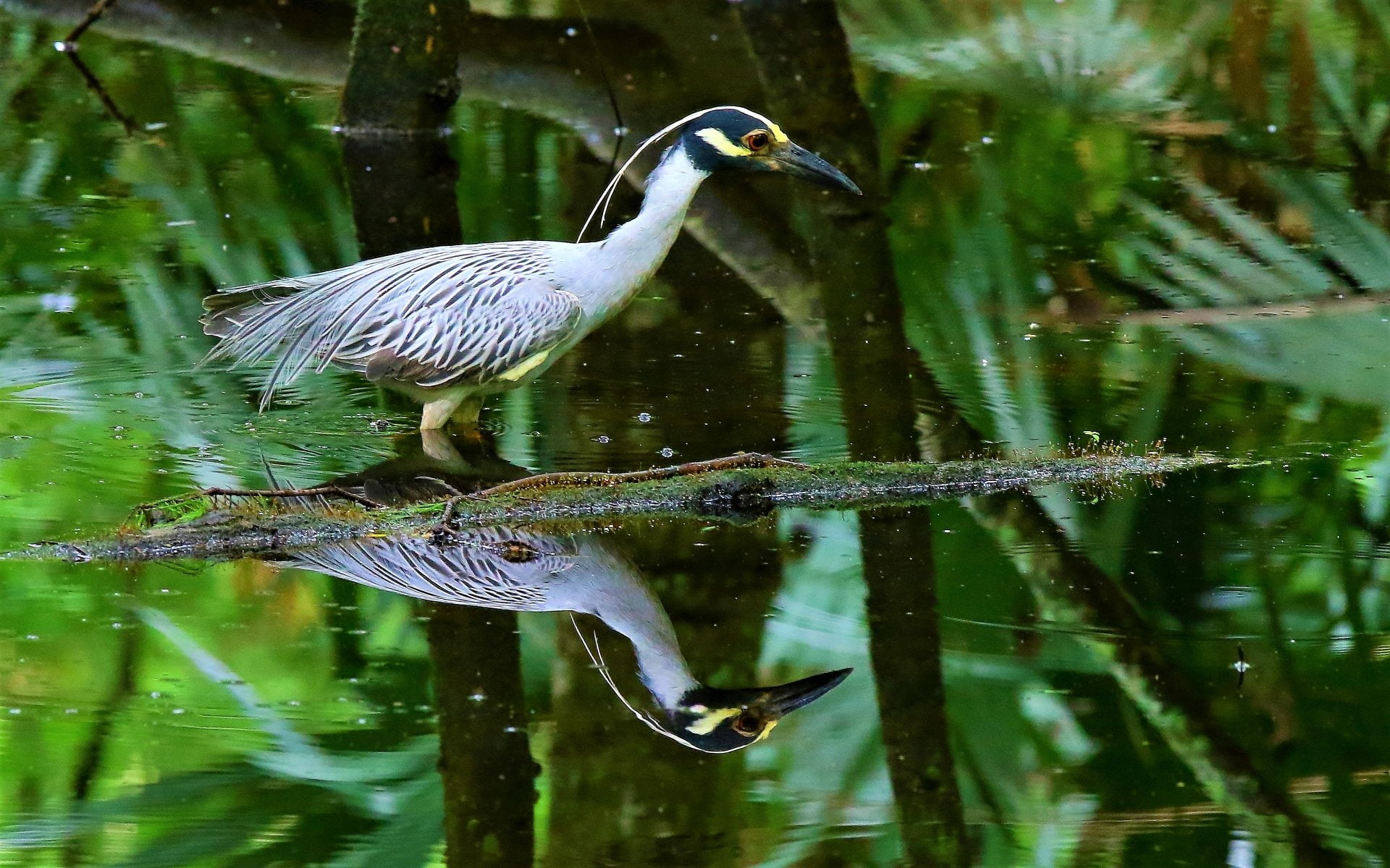 Animal, Reflection, Birds, 1080P, Bird, Heron, Yellow-Crowned Night Heron, Wildlife, HD Wallpaper