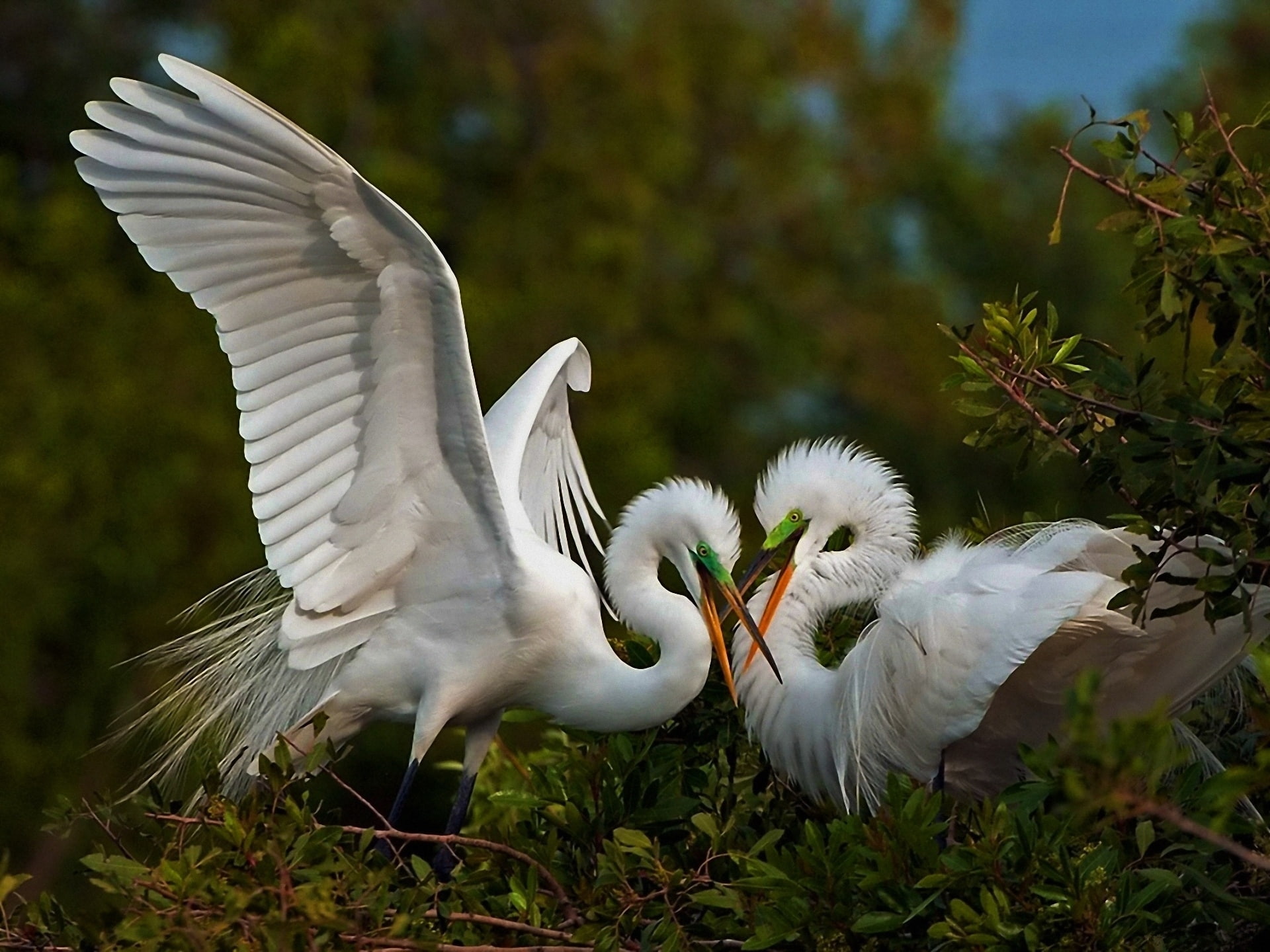 1080P, herons, couple, games, birds, HD Wallpaper