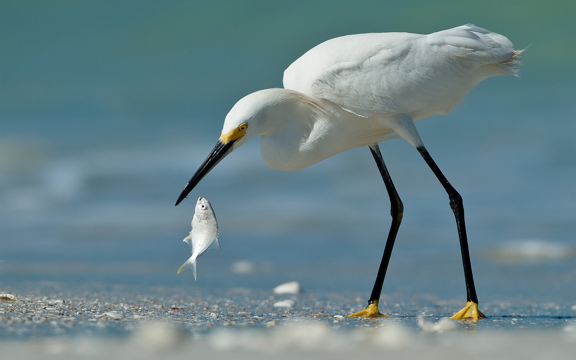 1080P, fish, beach, poultry, heron, HD Wallpaper