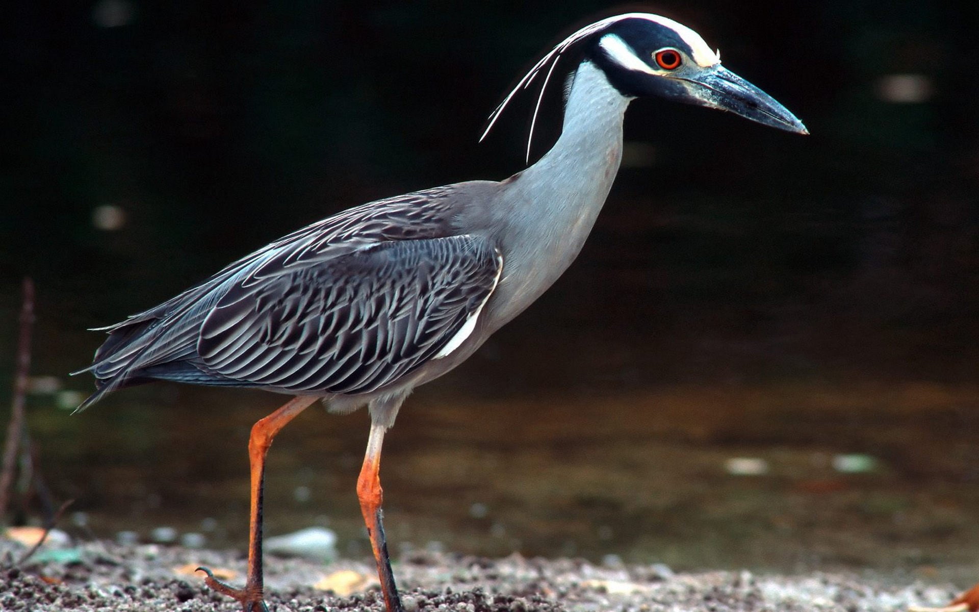 Heron, 1080P, Birds, HD Wallpaper