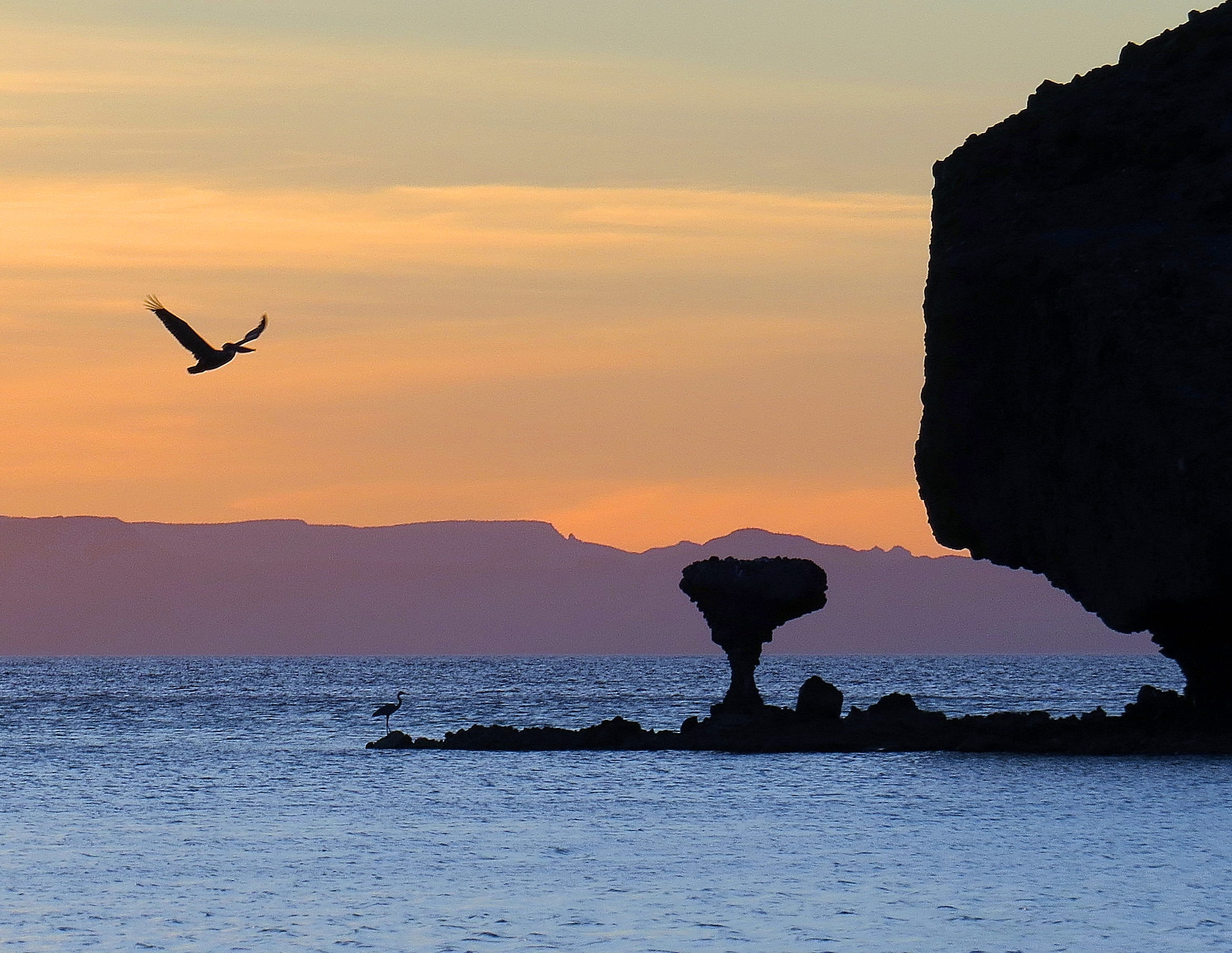 pelican, solid, vertebrate, beside, twilight photography, body, one animal, seagull, animals in the wild, human arm, backlighting photography, sky, scenics - nature, HD Wallpaper