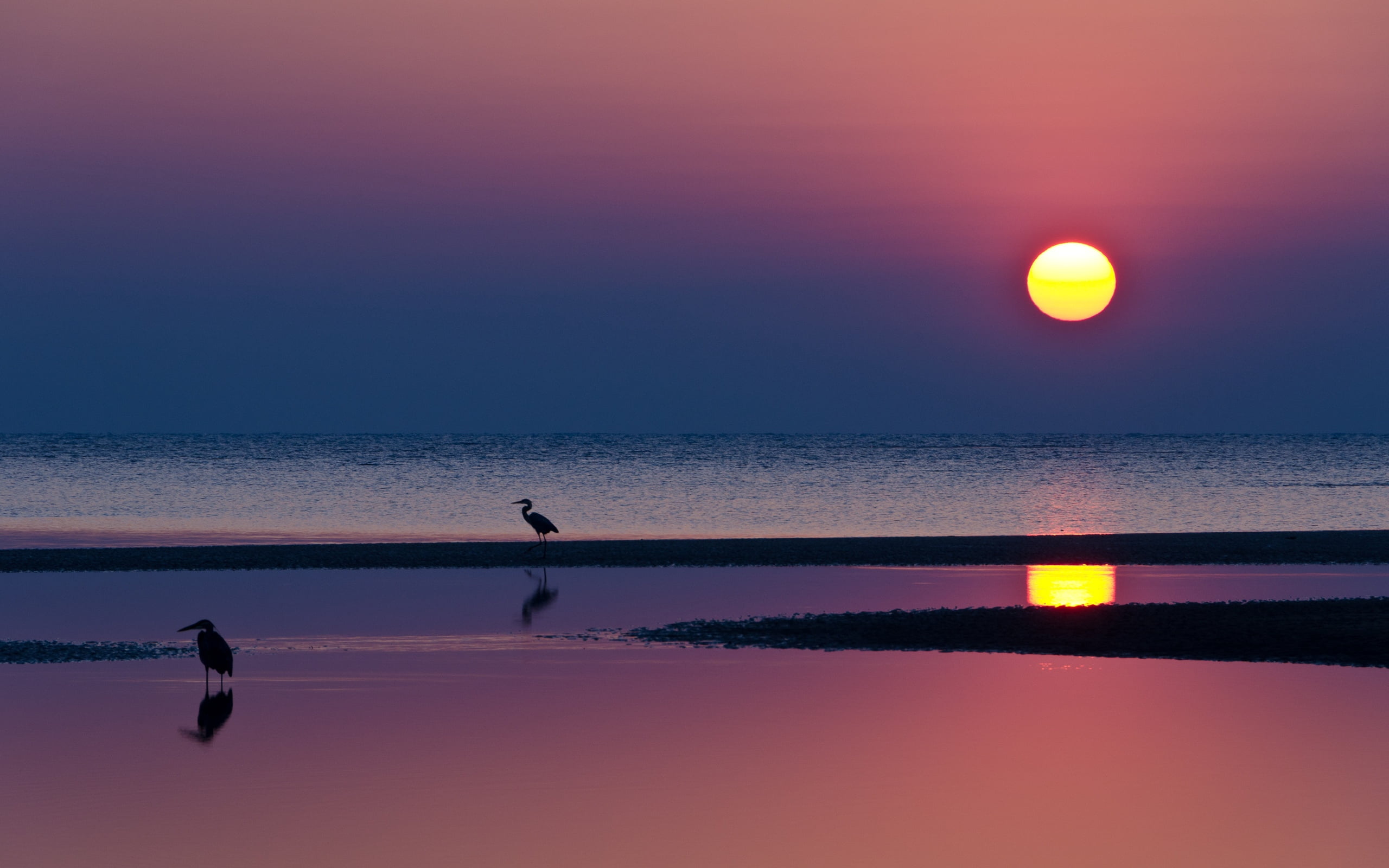 nature, reflection, scenics, summer, lake, land, blue, tranquility, animal, decline, two, dusk, heron, bird, silhouettes, herons, scenics - nature, beach, HD Wallpaper