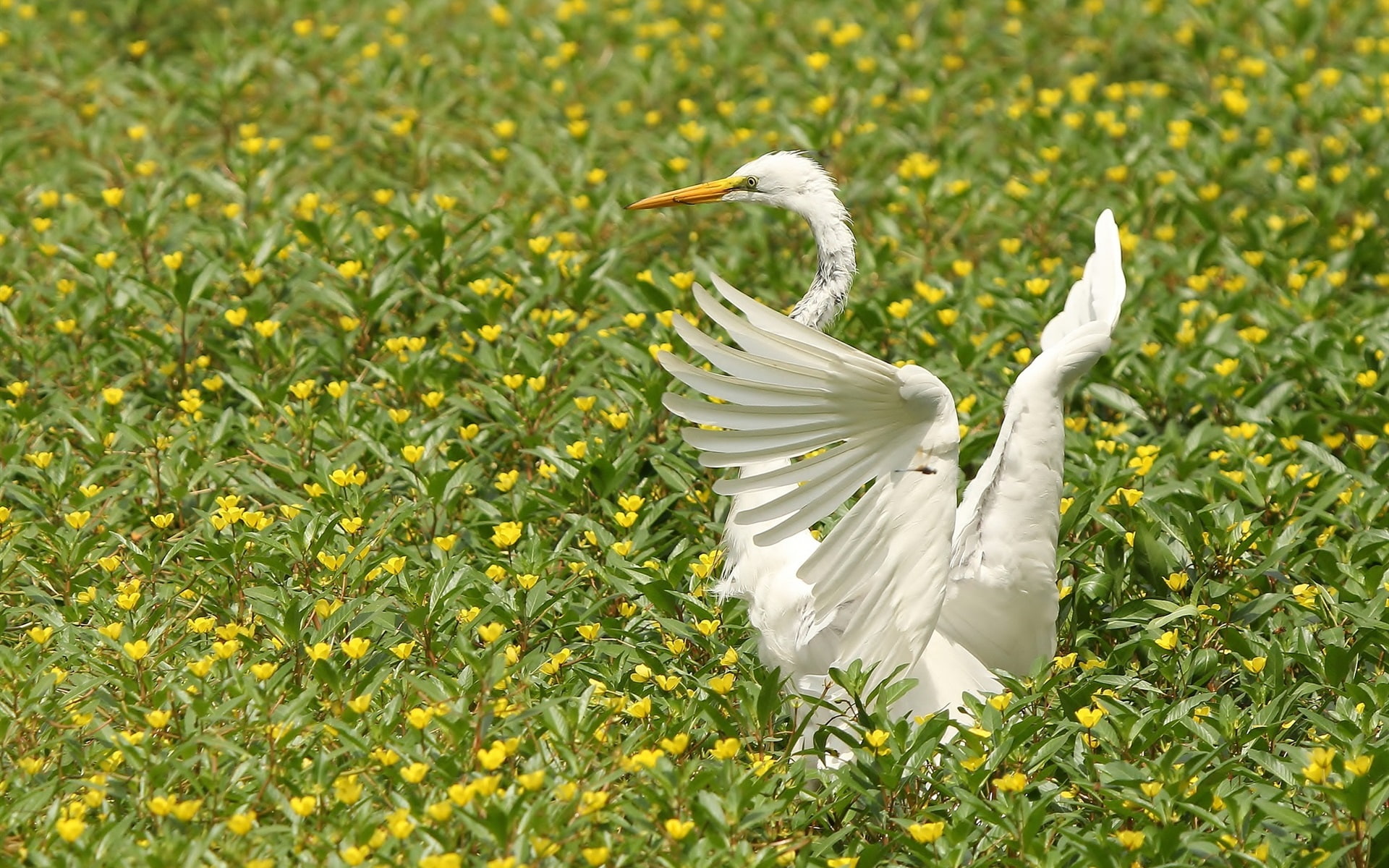 Flowers, Heron, Wings, bird, Birds, 1080P, White, HD Wallpaper