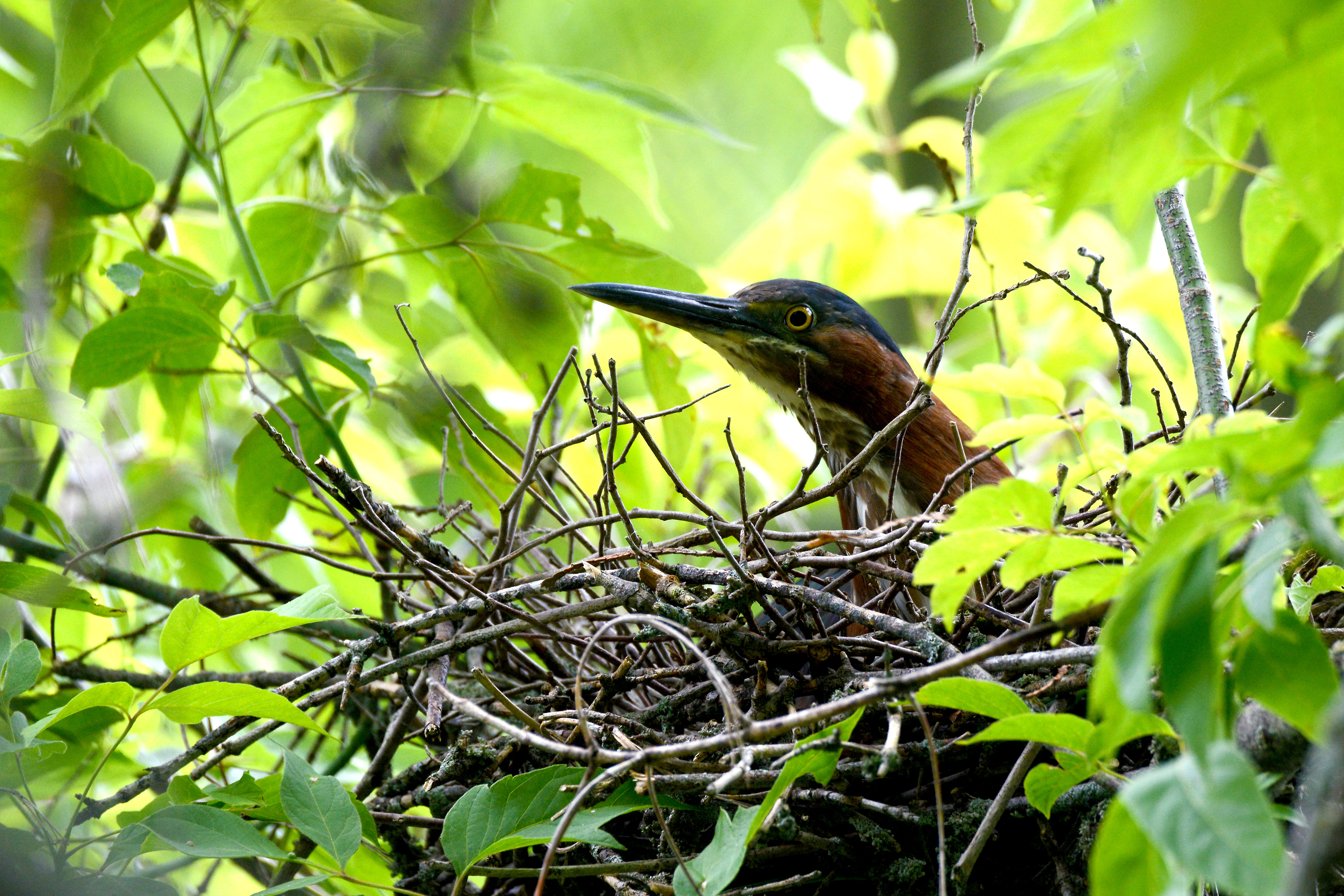 tree, heron, beak, green color, no people, one animal, selective focus, perching, branch, animal nest, beauty in nature, vertebrate, leaf, bird in nest, HD Wallpaper