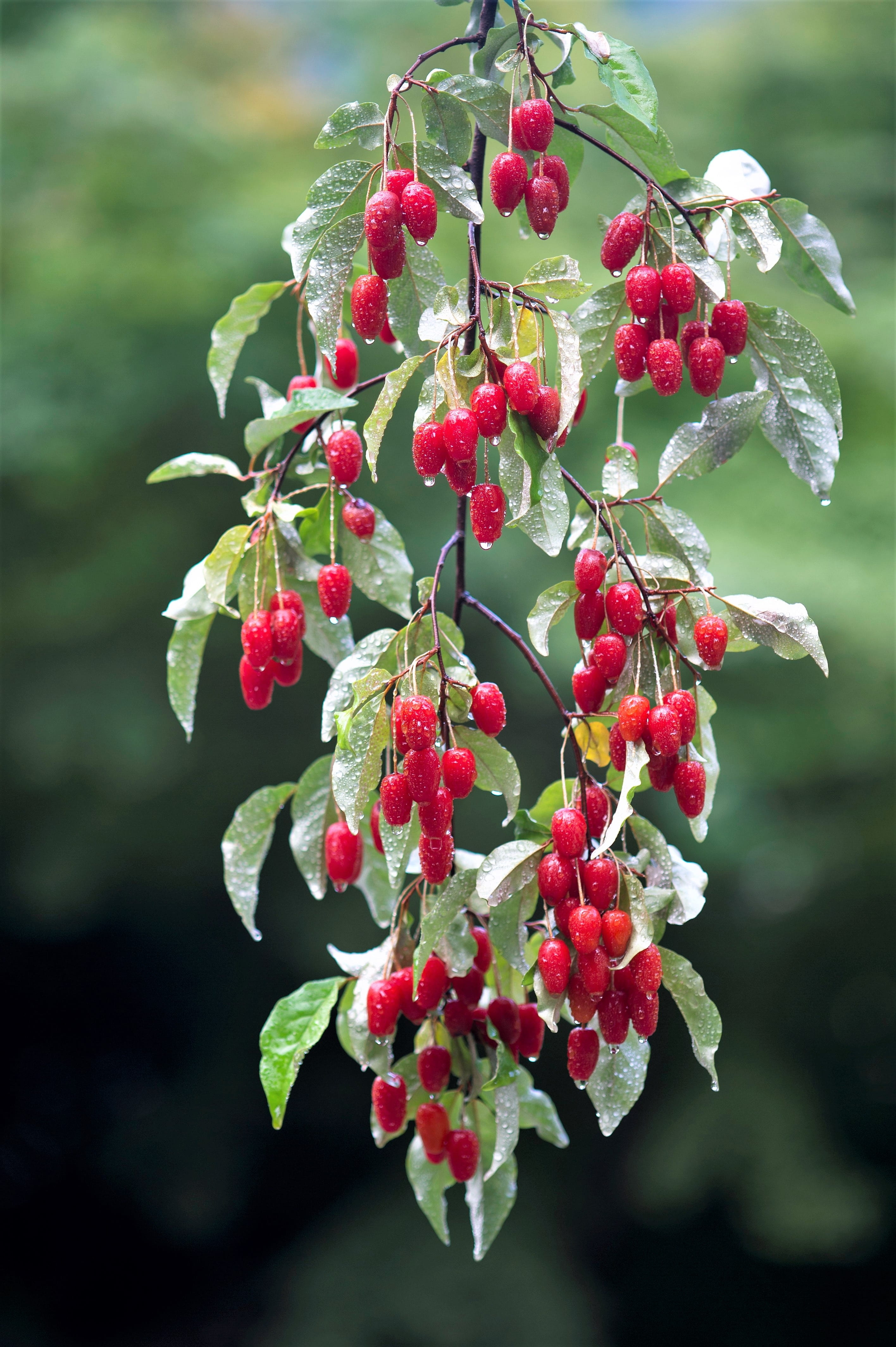 food, healthy eating, no people, red, leaf, beauty in nature, food and drink, berry fruit, focus on foreground, outdoors, nature, plant part, freshness, Phone HD Wallpaper