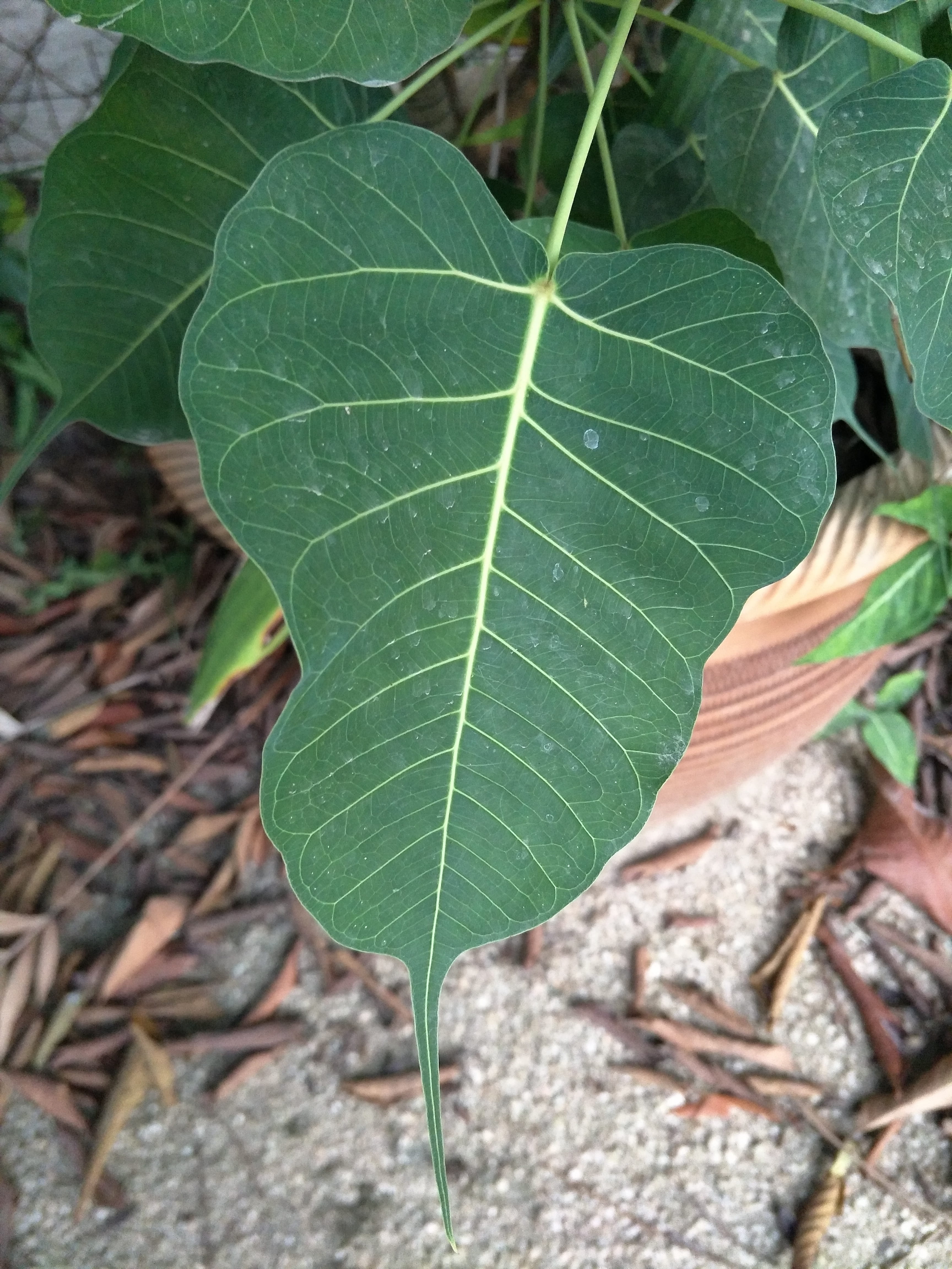 botany, growth, no people, outdoors, vulnerability, day, freshness, plant part, fragility, leaf, green leaves, nature, leaf vein, close-up, leaves, selective focus, Phone HD Wallpaper