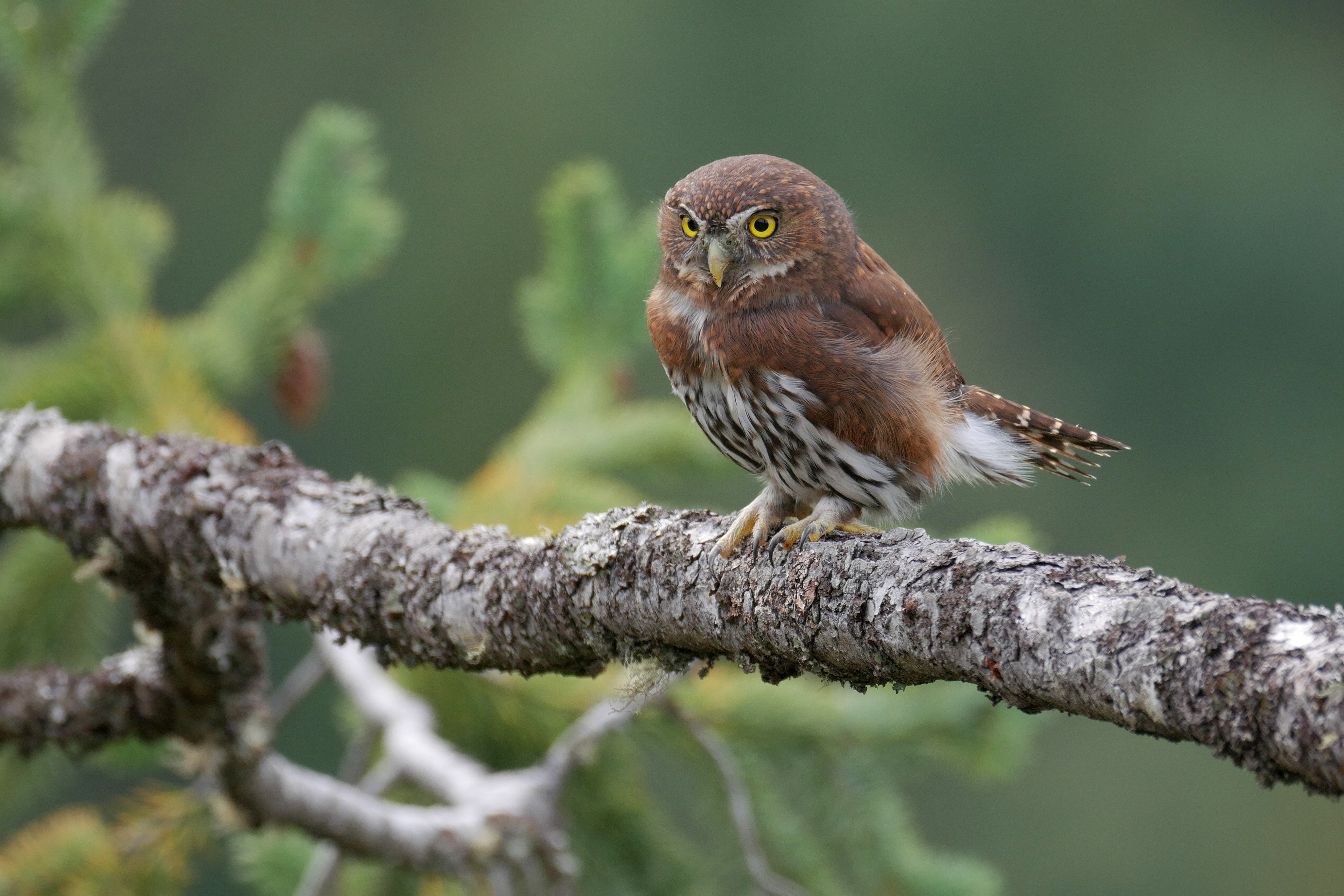 4K, bird, branch, owl, Pygmy owl-the gnome, HD Wallpaper