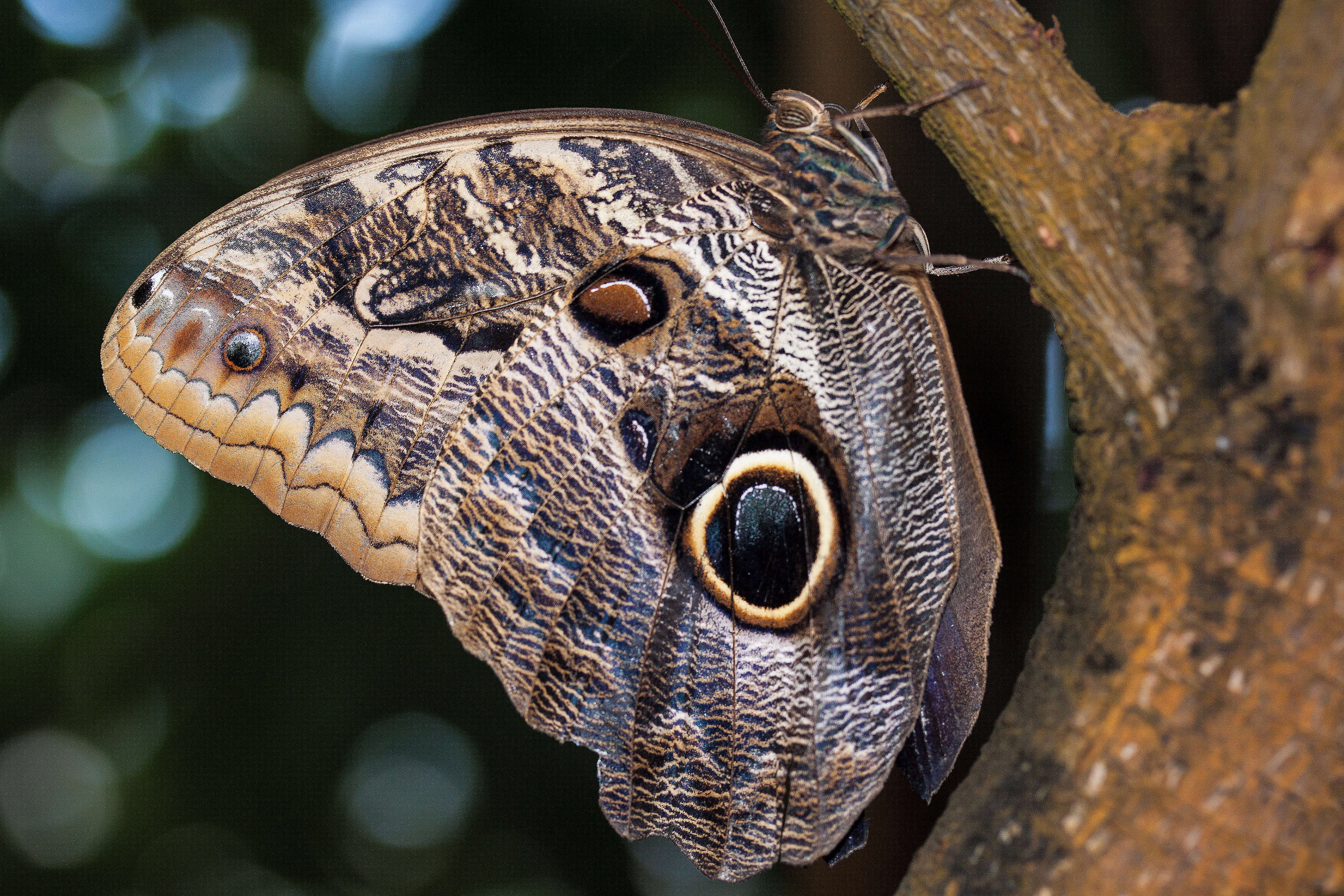 animal, white, nature, 4K, black, macro, no people, vertebrate, animal head, eye, tribe, wing scales, insect, butterfly, one animal, tropics, eyes, poisonous, HD Wallpaper