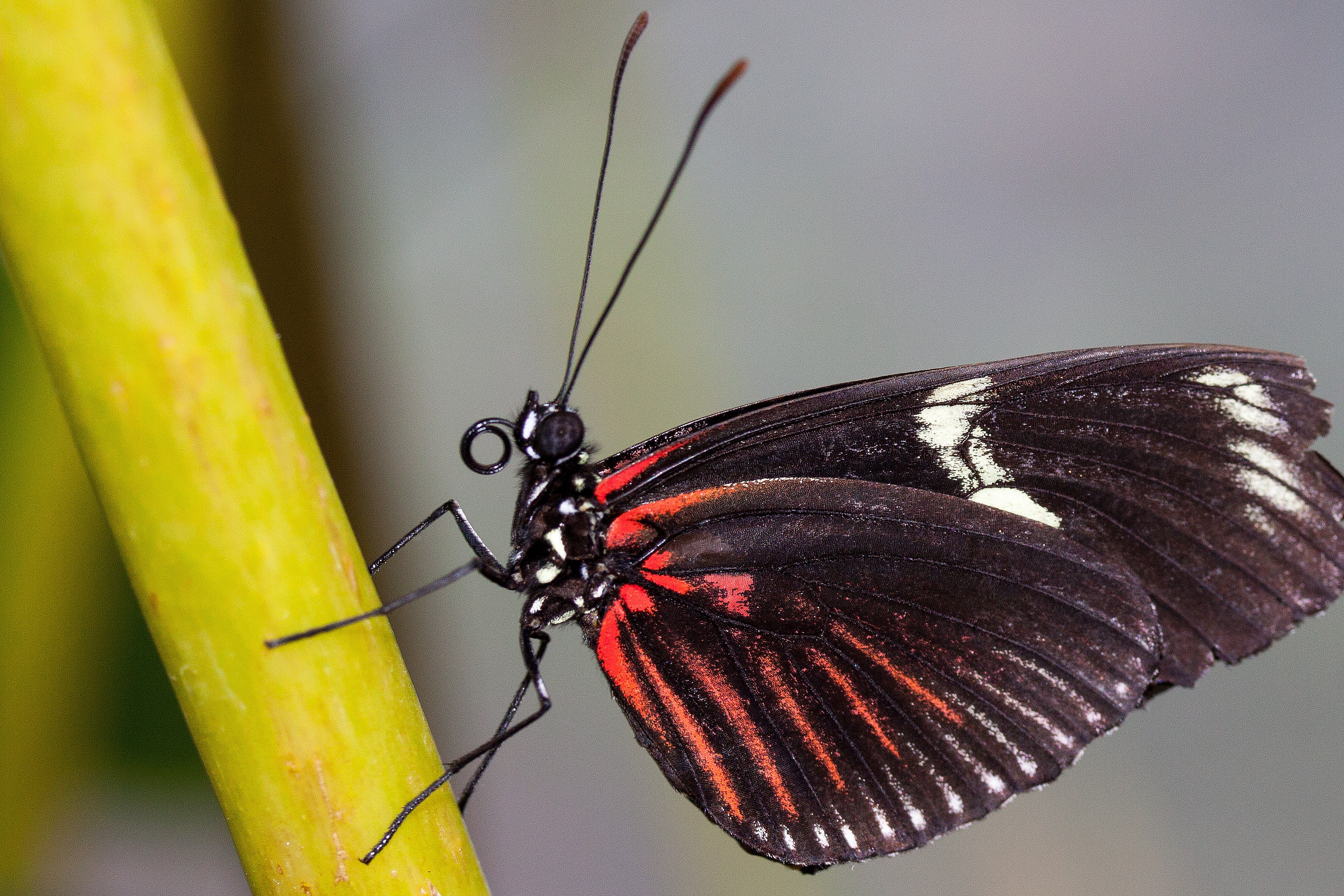 white, beauty in nature, butterfly - insect, animal world, animal wildlife, scale, day, wing scales, one animal, animal body part, tropics, black, 4K, HD Wallpaper