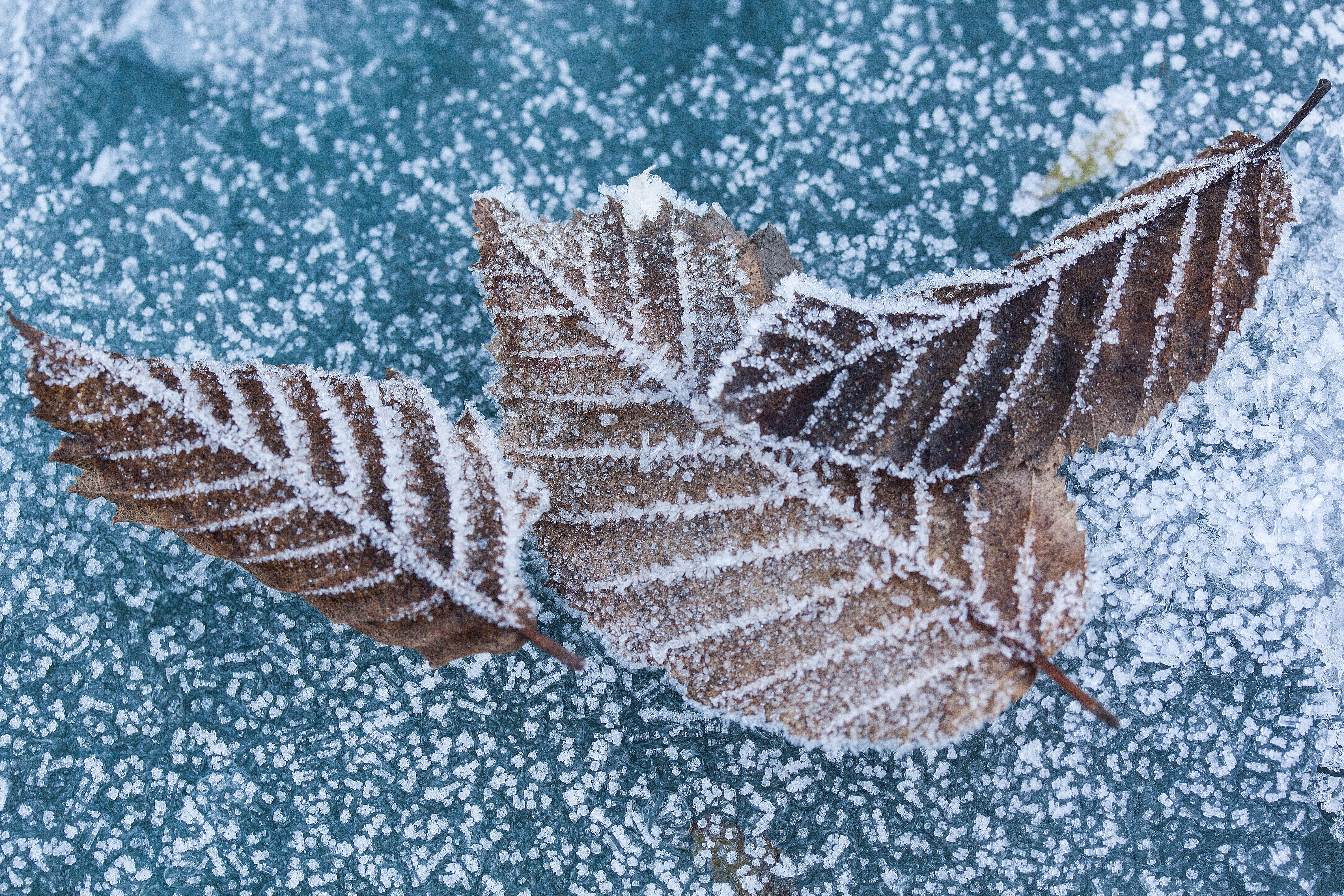 high angle view, hoarfrost, sugar, fund, leaf ribs, frost, holiday, beech, leaves, day, celebration, macro, christmas, transition, fir tree, ice, winter, HD Wallpaper