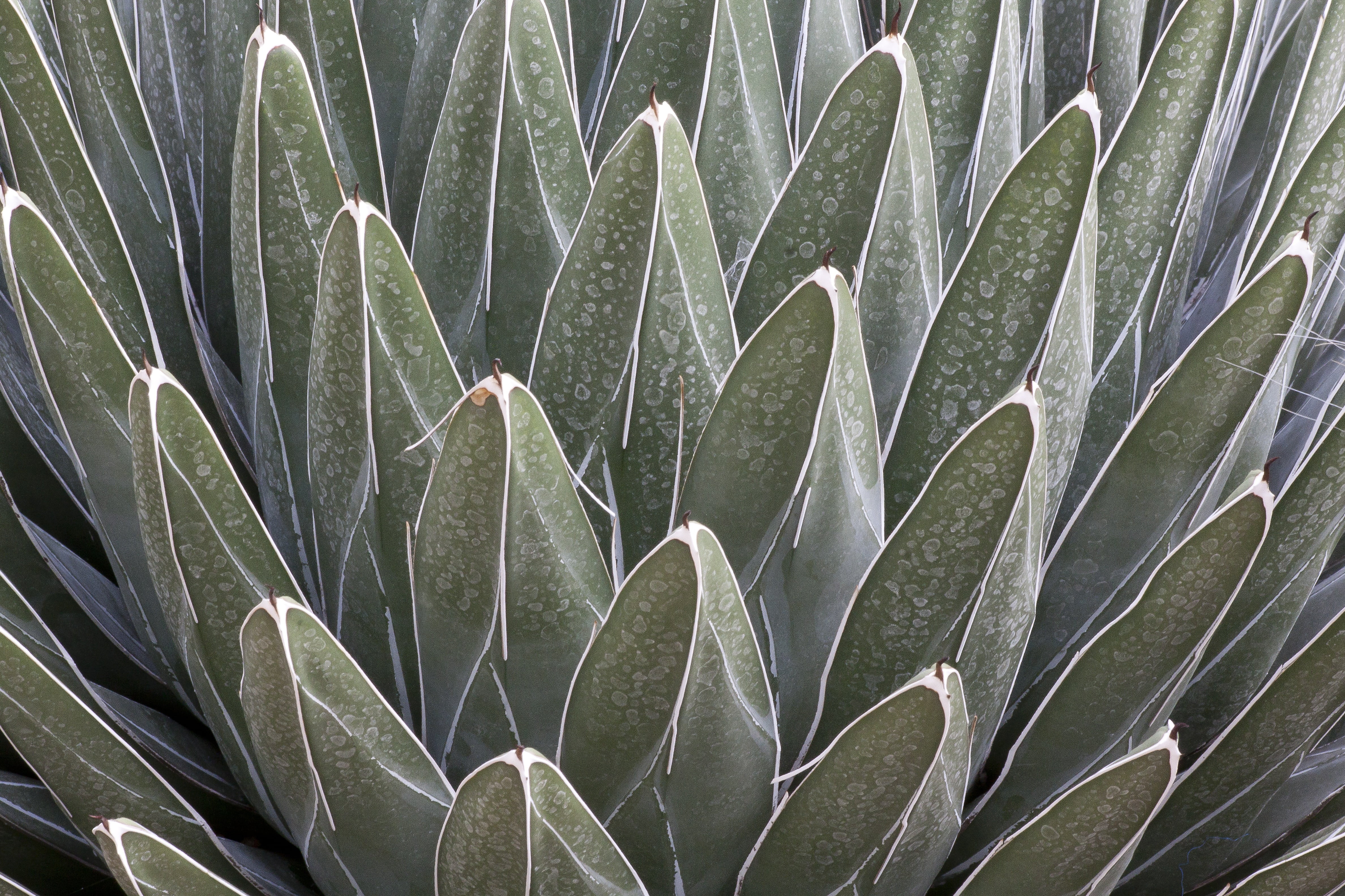 leaf, agave victoriae-reginae, growth, background, green, fund, white, structure, field, succulent Plant, full frame, nature, day, plant part, backgrounds, HD Wallpaper