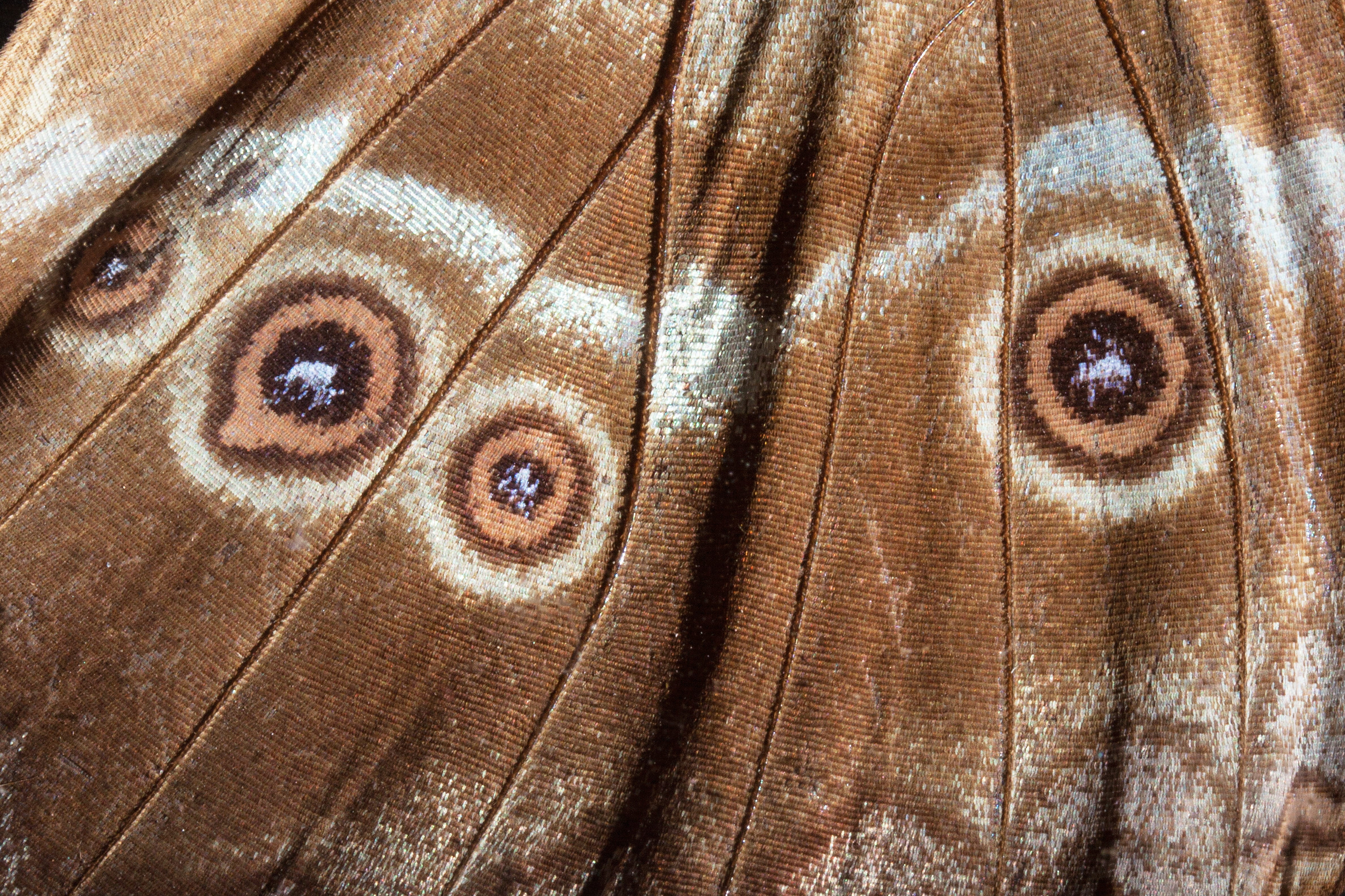 animal, animal body part, amazon, background, textured, black, wood - material, fund, day, close-up, full frame, extreme close-up, 4K, structure, ornate, HD Wallpaper