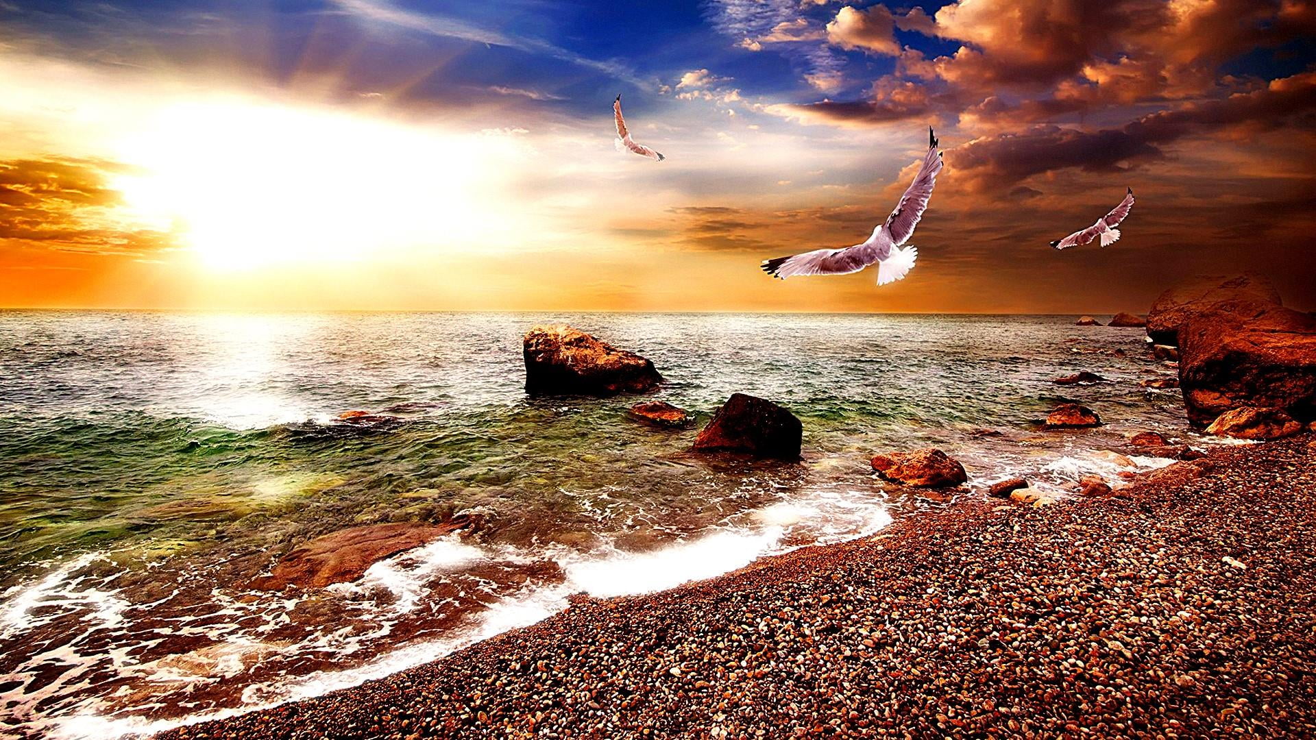 gravelly, flying, seagulls, scenics - nature, rock, clouds, sunlight, lens flare, motion, stones, land, nature, 1080P, sea, orange color, beach, solid, HD Wallpaper