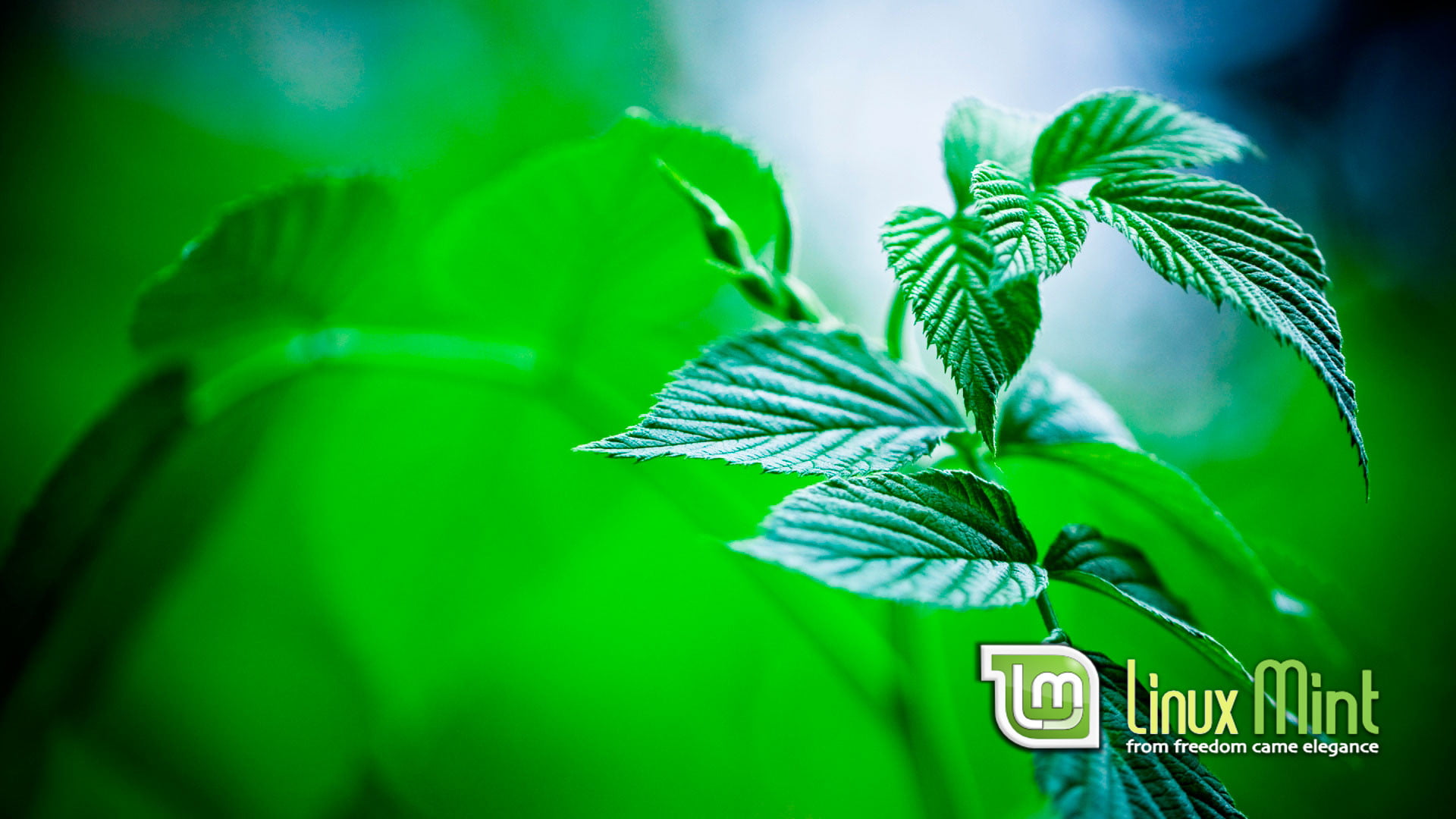 Linux, Linux Mint, computer, 1080P, HD Wallpaper