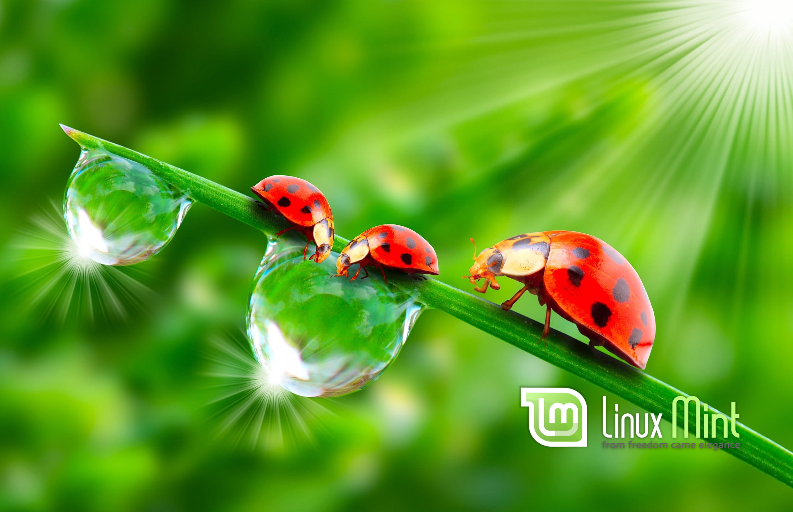 2K, Linux Mint, Linux, HD Wallpaper