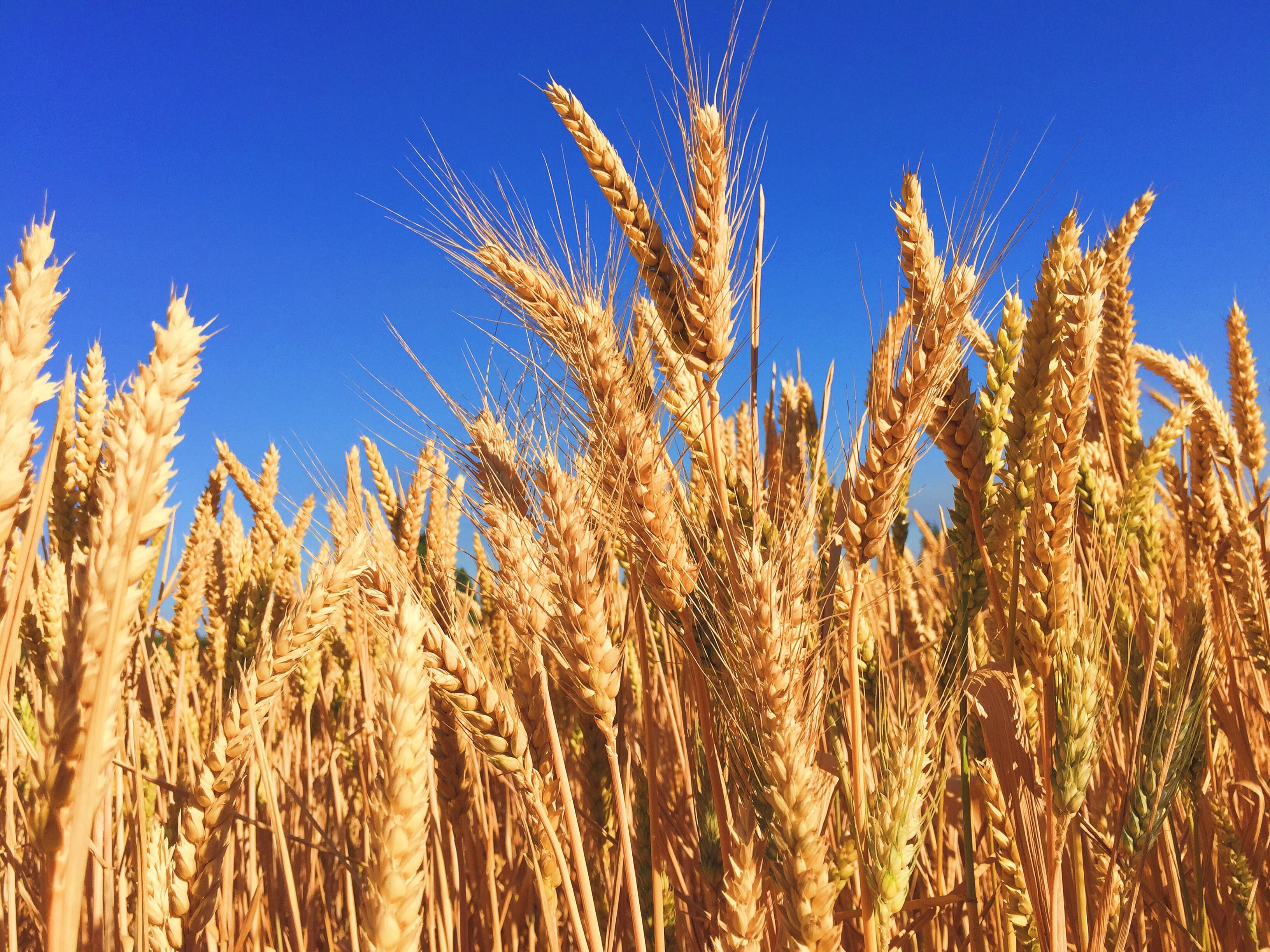 blue, barley, photography, food, organic, landscape, land, wheat grower, ripe, rye - grain, 2K, daytime, field, agriculture, beauty in nature, yellow, HD Wallpaper