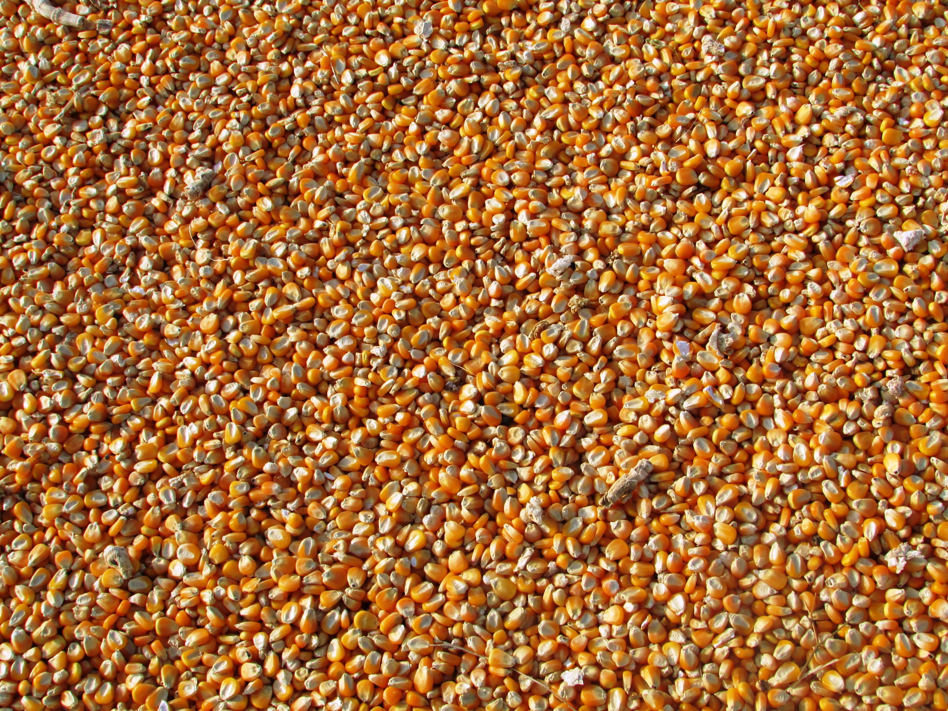 corn, seed, food and drink, outdoors, dried corn seeds, sweetcorn, close-up, high angle view, popcorn seeds, bean, wellbeing, large group of objects, nature, HD Wallpaper