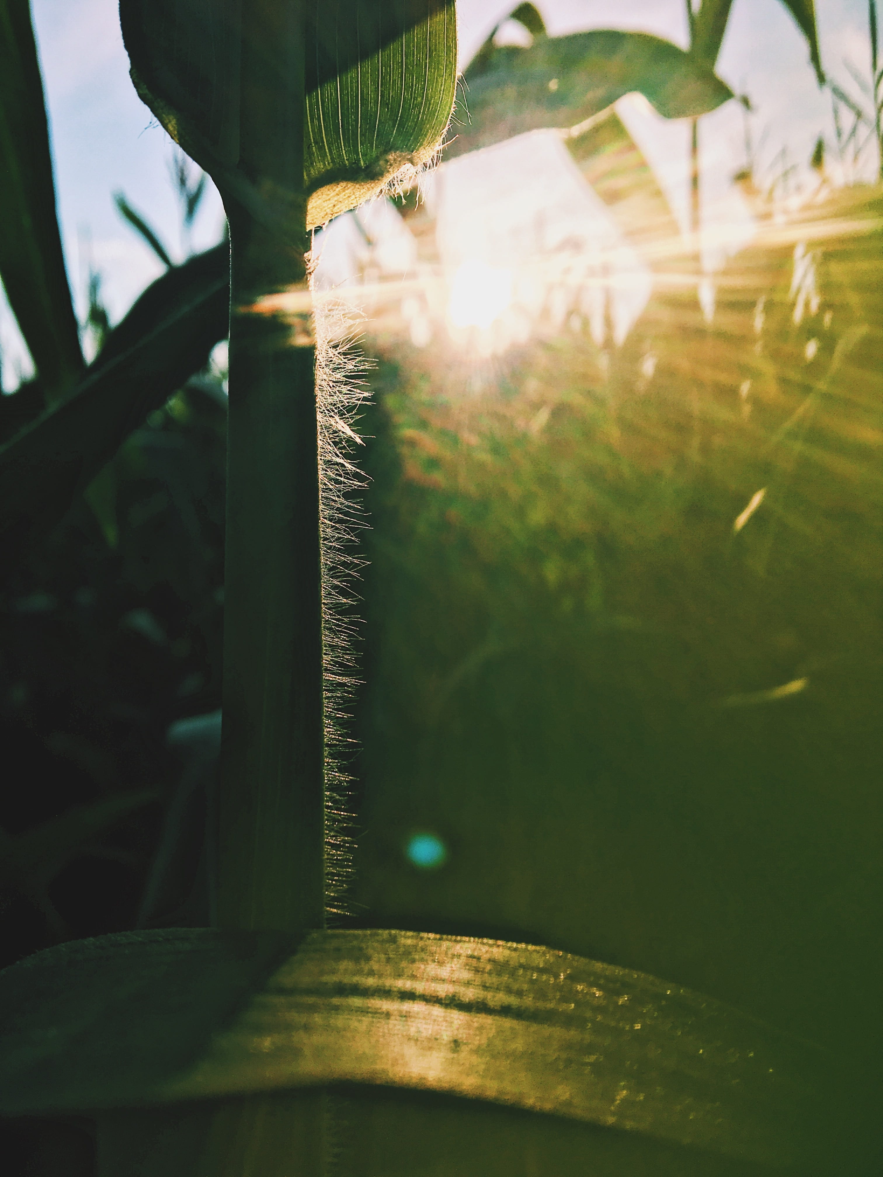 dry, autumn, landscape, nature, evening sun, summer, close-up, agriculture, focus on foreground, field, green, 4K, glass - material, leaf, window, corn kernels, Phone HD Wallpaper