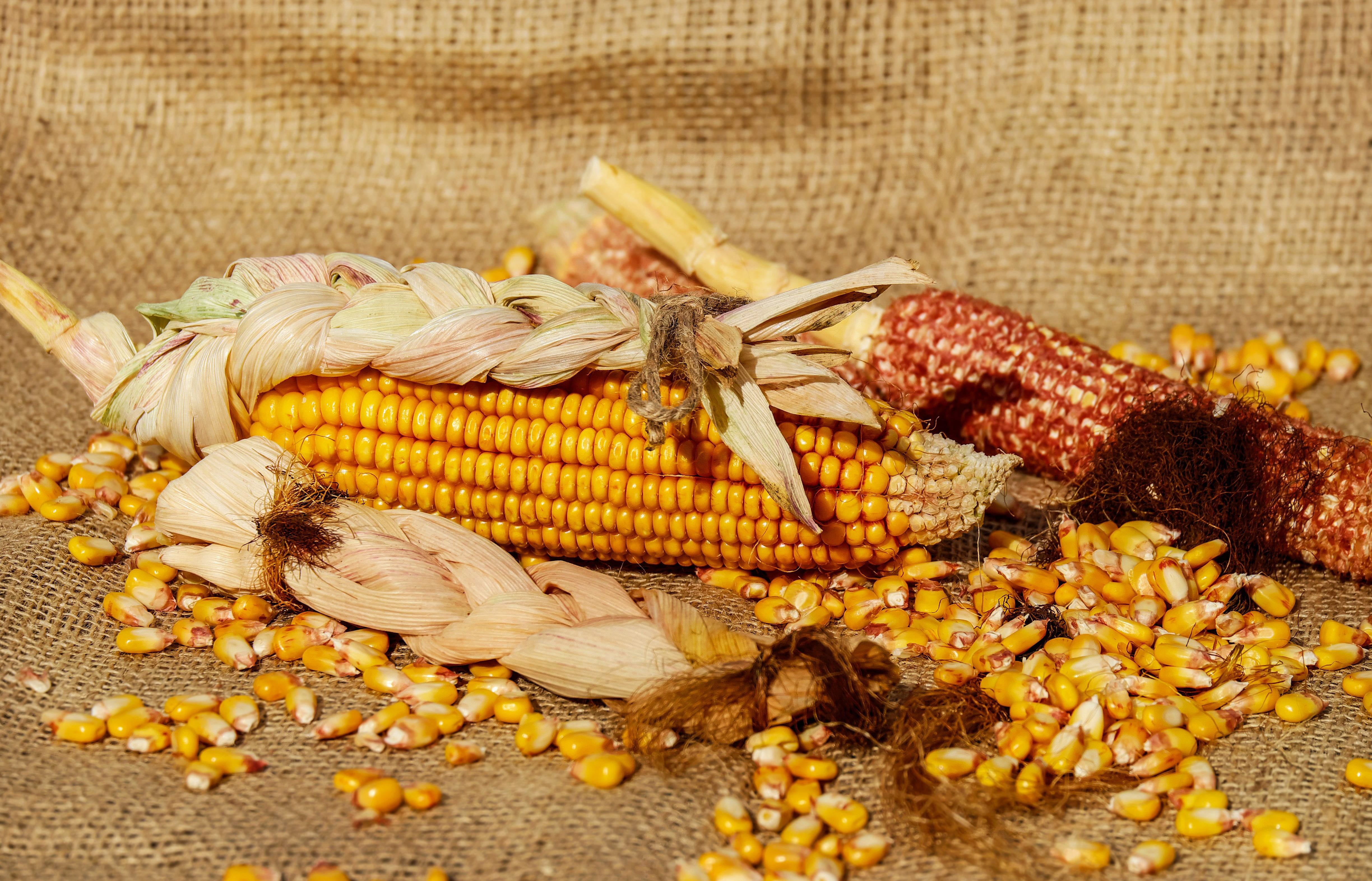 still life, corn cob, corn - crop, close-up, healthy eating, yellow, plant, vegetable, dry, grow, food and drink, no people, wellbeing, corn, crop, sweetcorn, HD Wallpaper