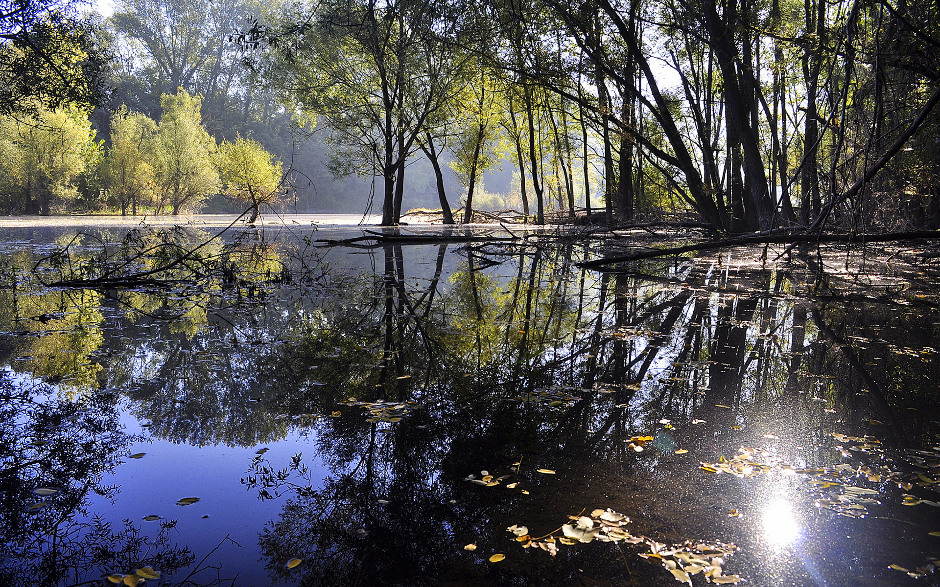 swamp, refection, hd, nature, 1080P, trees, HD Wallpaper