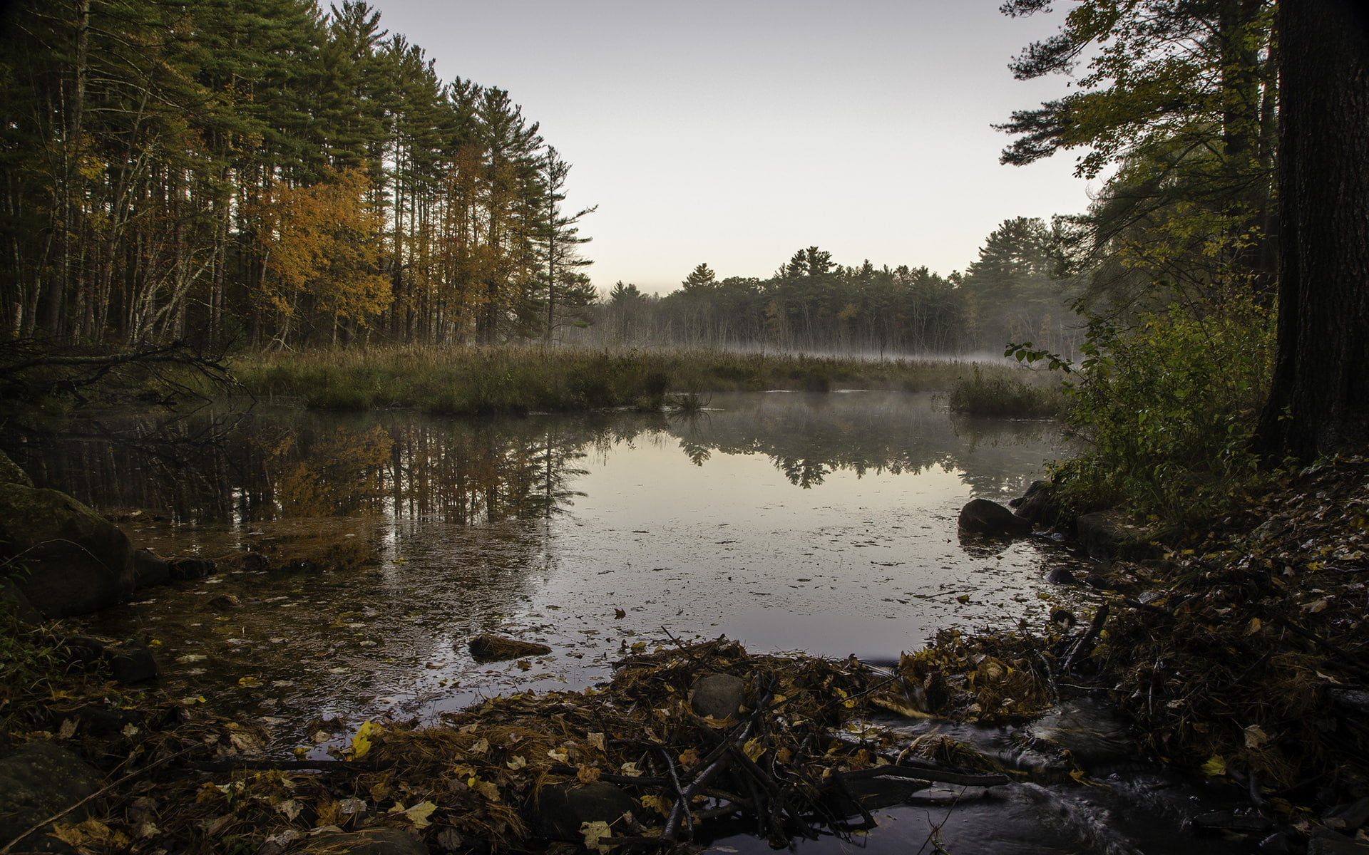 swamp, nature, 1080P, trees, refection, hd, HD Wallpaper