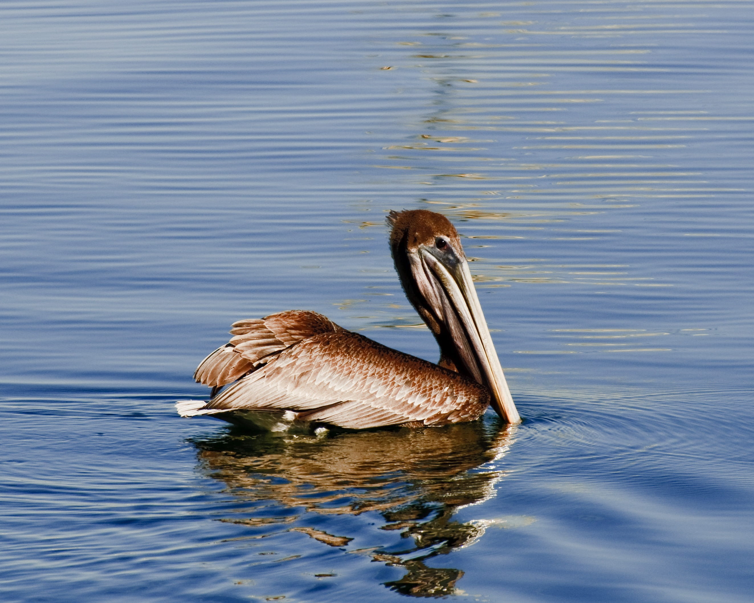 wildlife, 2K, no people, animal, waterfront, animal themes, nature, lake, day, sea, water, reflection, outdoors, still, animal wildlife, swimming, vertebrate, HD Wallpaper