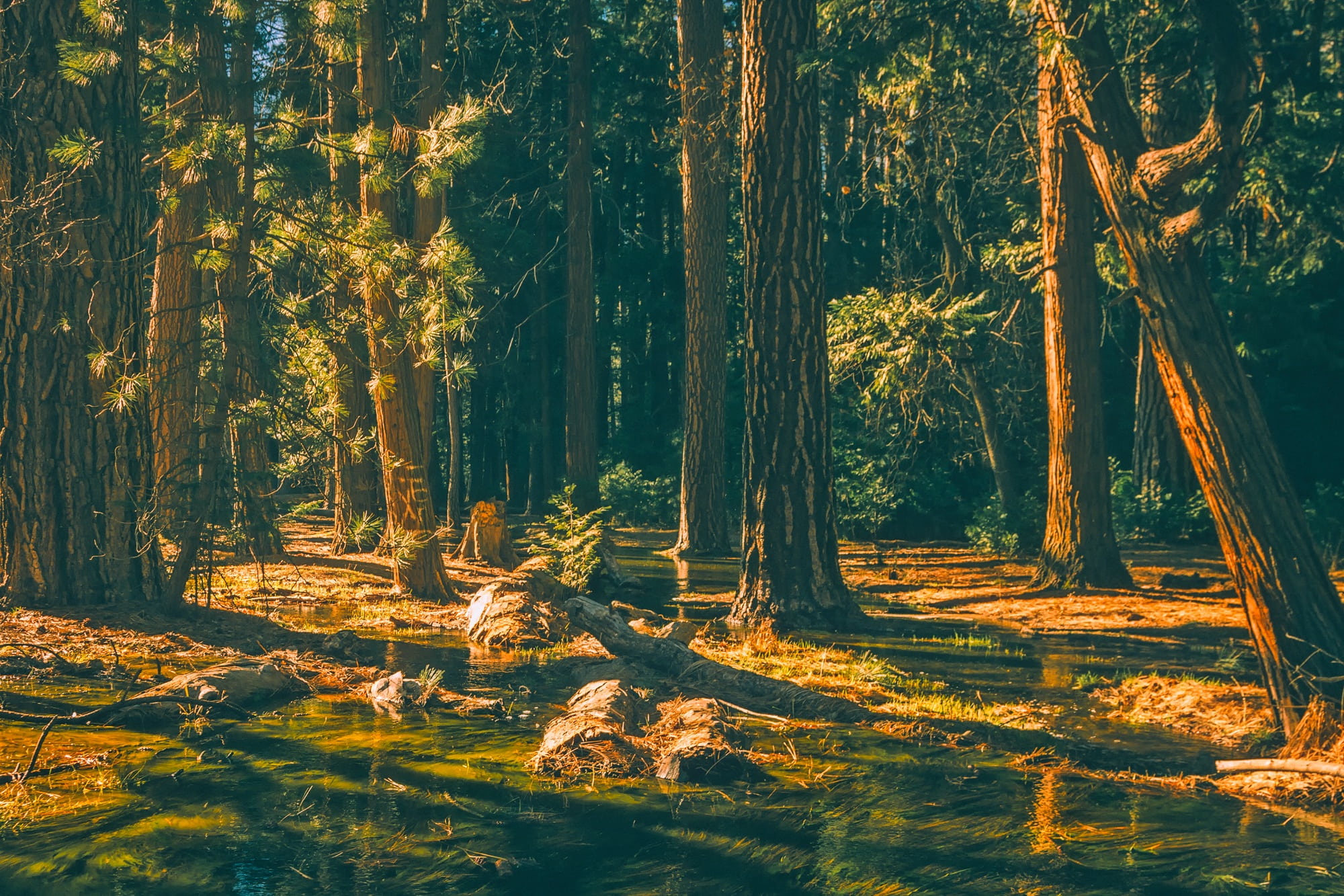 refections, tranquil scene, sunlight, national park, tourism, tranquility, tree trunk, plant, trees, wilderness area, pond, outdoors, leaf, 1080P, water, HD Wallpaper